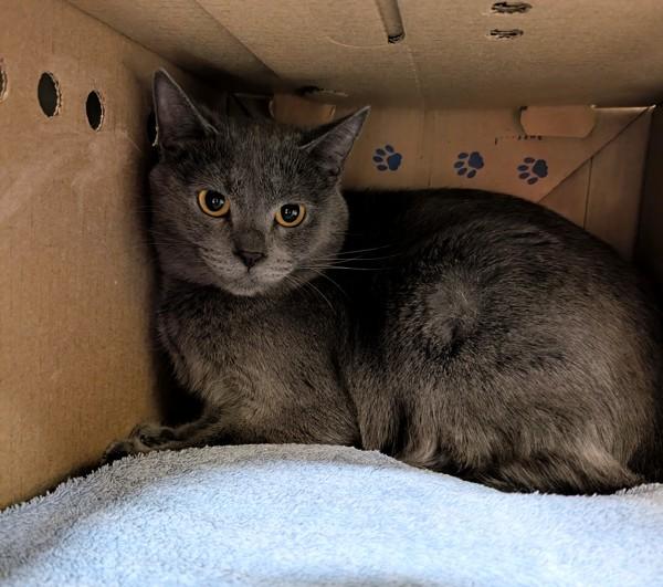 Griswald, Adoptable, Young Male Domestic Short Hair.