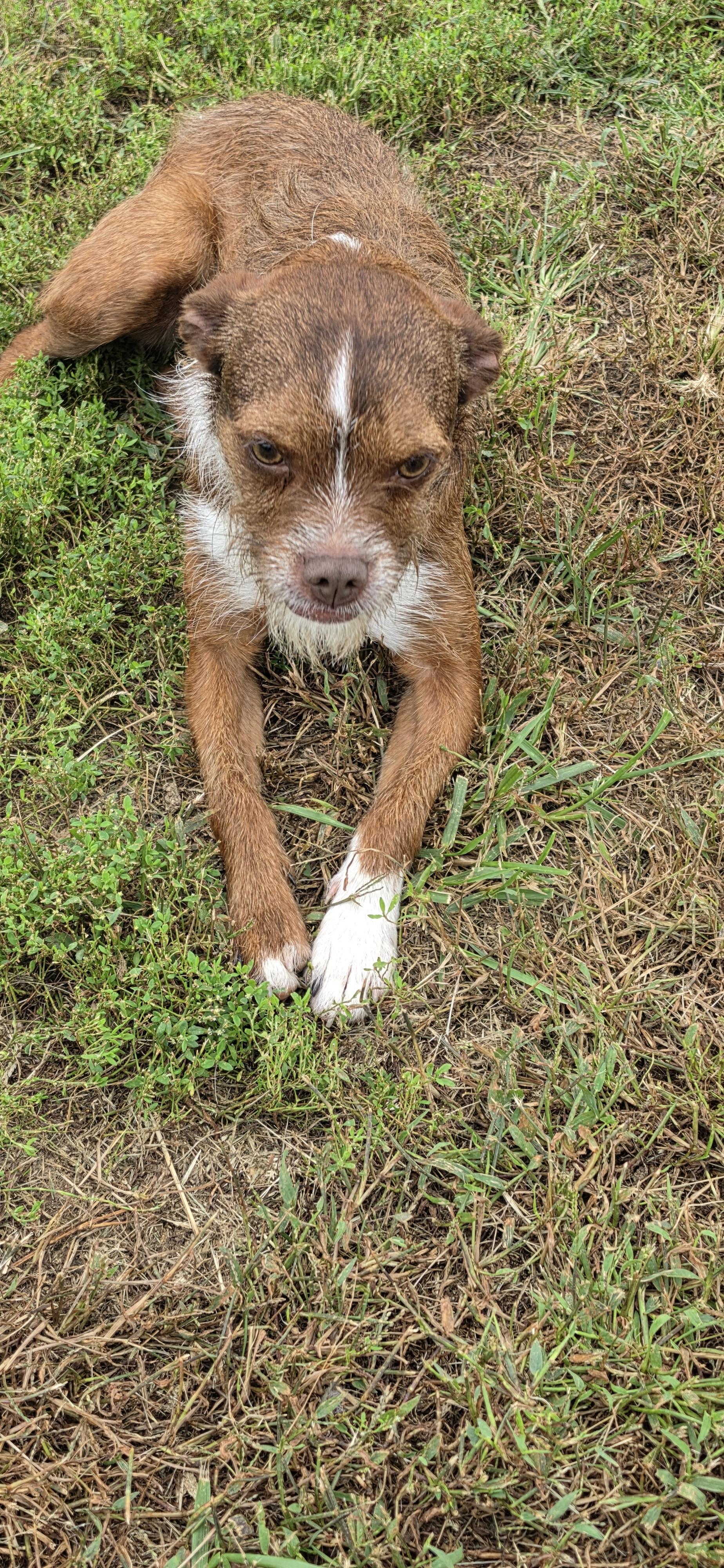 Enlarge Nellie, a Adoptable mixed breed in Terre Haute, IN image 4/6