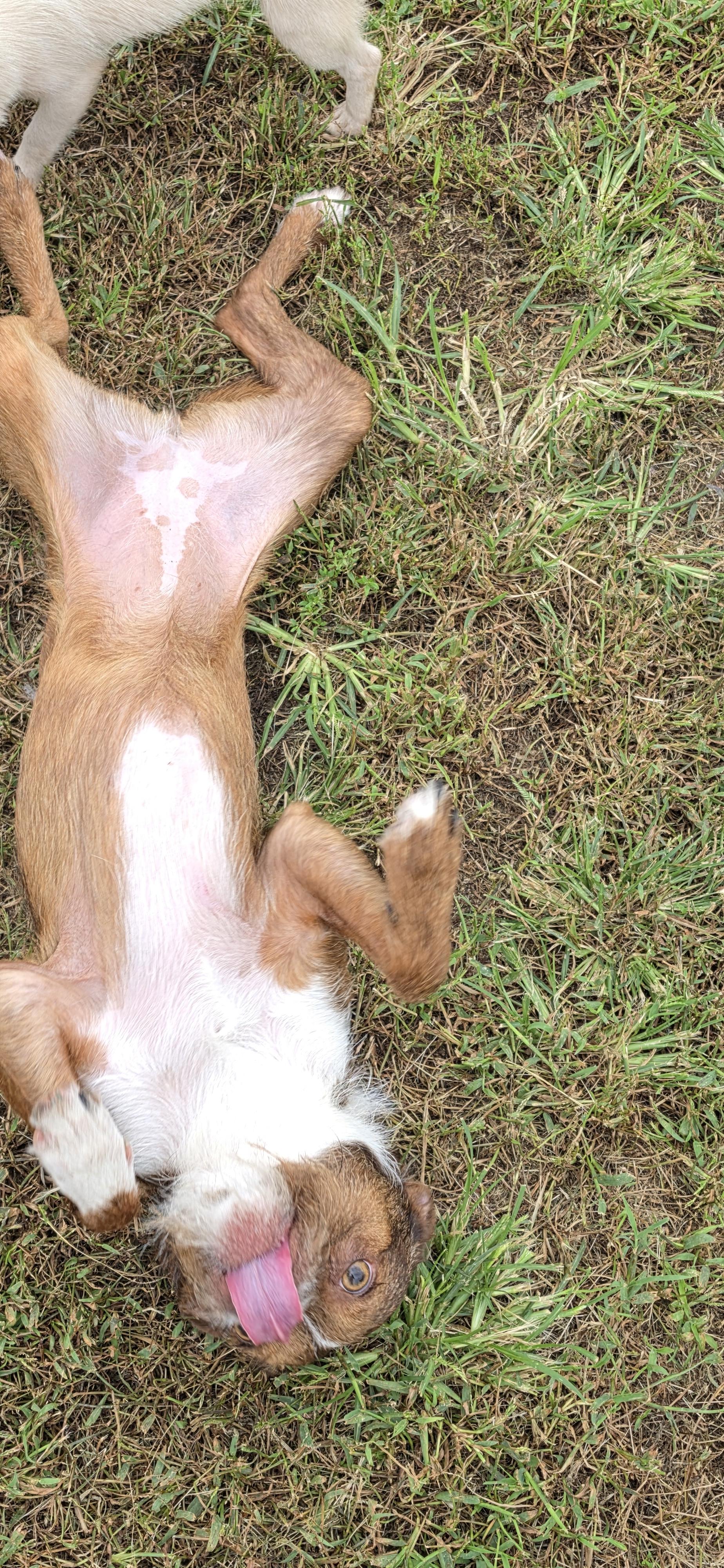 Enlarge Nellie, a Adoptable mixed breed in Terre Haute, IN image 5/6