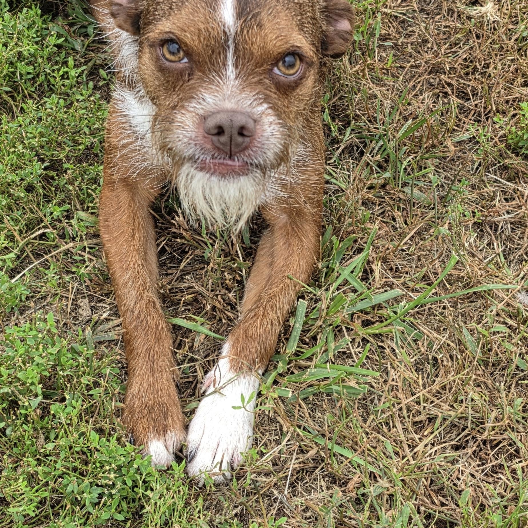 Enlarge Nellie, a Adoptable mixed breed in Terre Haute, IN image 3/6