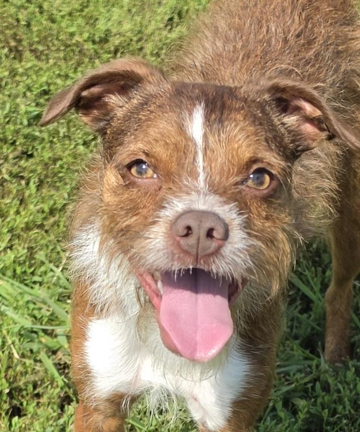 Nellie, Adoptable, Young Female Mixed Breed.