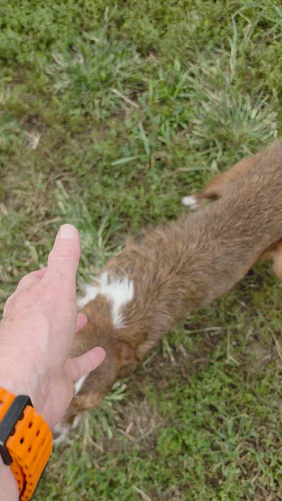 Enlarge Nellie, a Adoptable mixed breed in Terre Haute, IN video 6/6