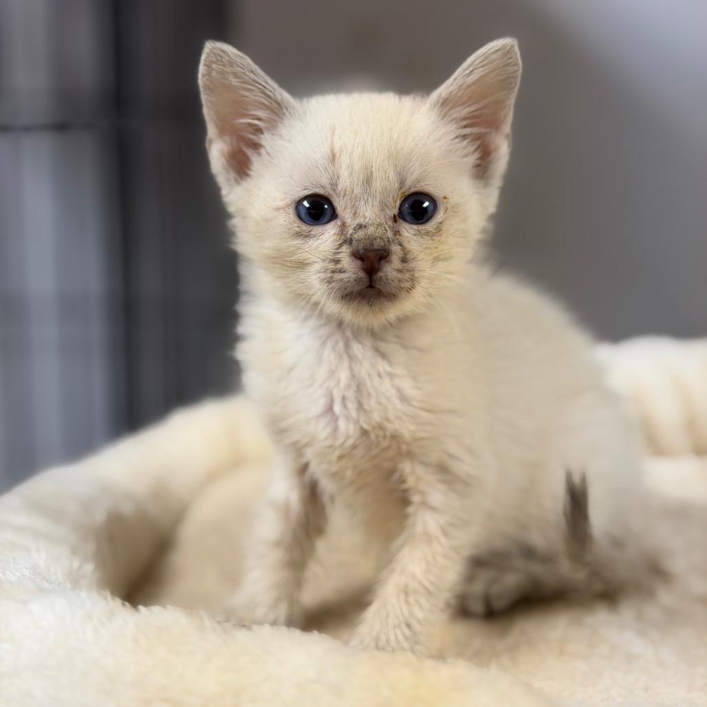 Banana, Adoptable, Kitten Male Domestic Short Hair.