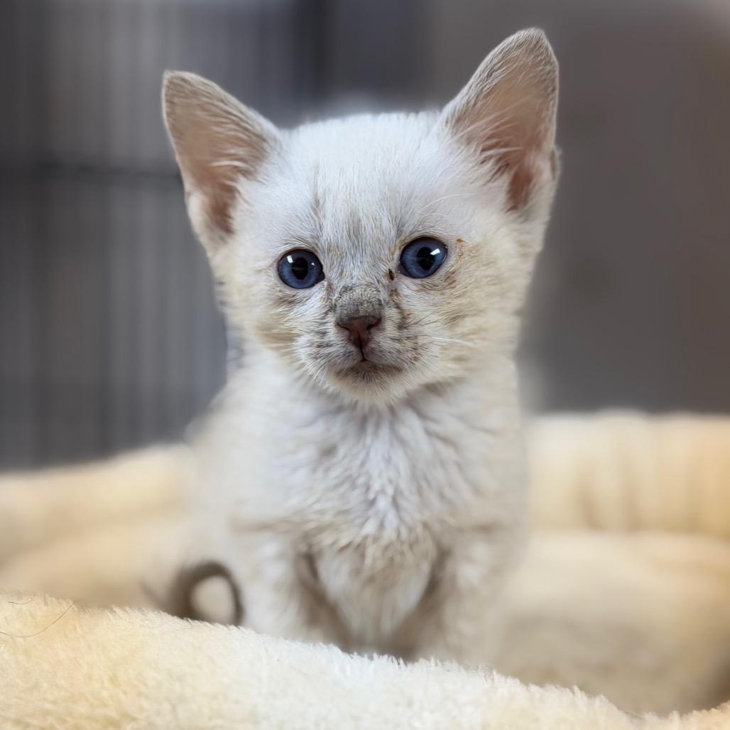 Enlarge Banana, a Adoptable Domestic Short Hair in Fort Smith, AR image 2/4