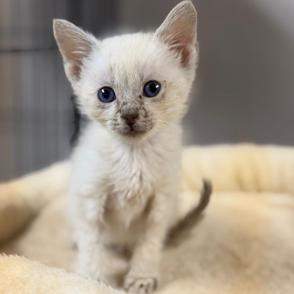 Enlarge Banana, a Adoptable Domestic Short Hair in Fort Smith, AR image 3/4
