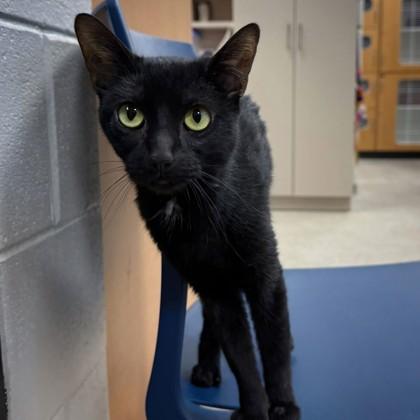 Luna, Adoptable, Adult Female Domestic Short Hair & Domestic Short Hair.