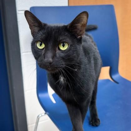 Enlarge Luna, a Adoptable mixed breed in Wheaton, IL image 2/2