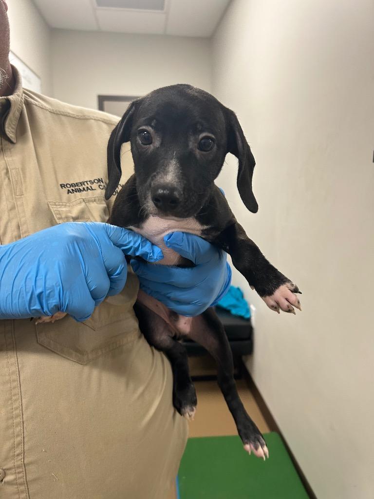 Enlarge Wally, a Adoptable mixed breed in Springfield, TN image 1/1