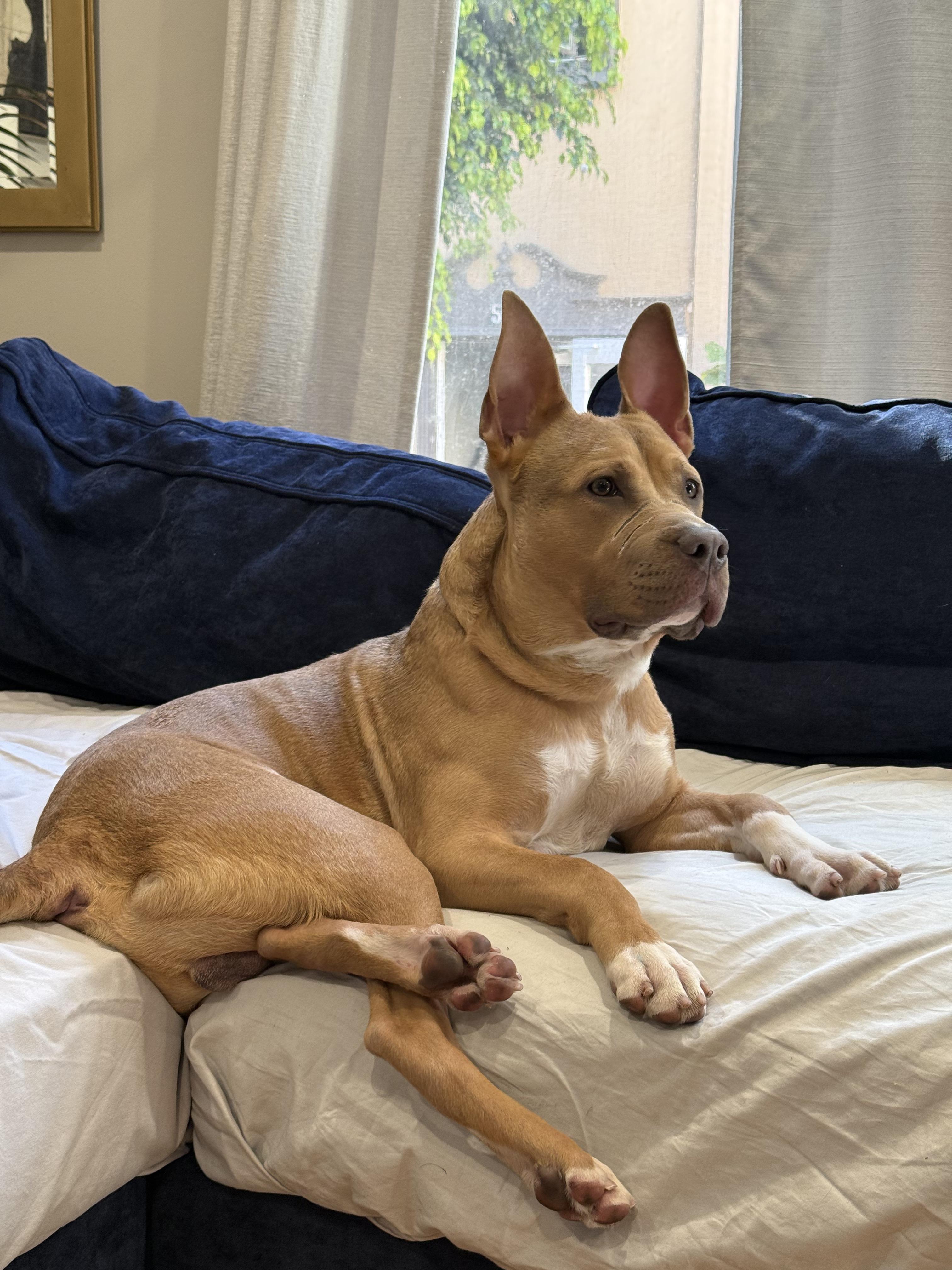 Oden, a Adoptable Pit Bull Terrier in Olympia, WA image 3/6