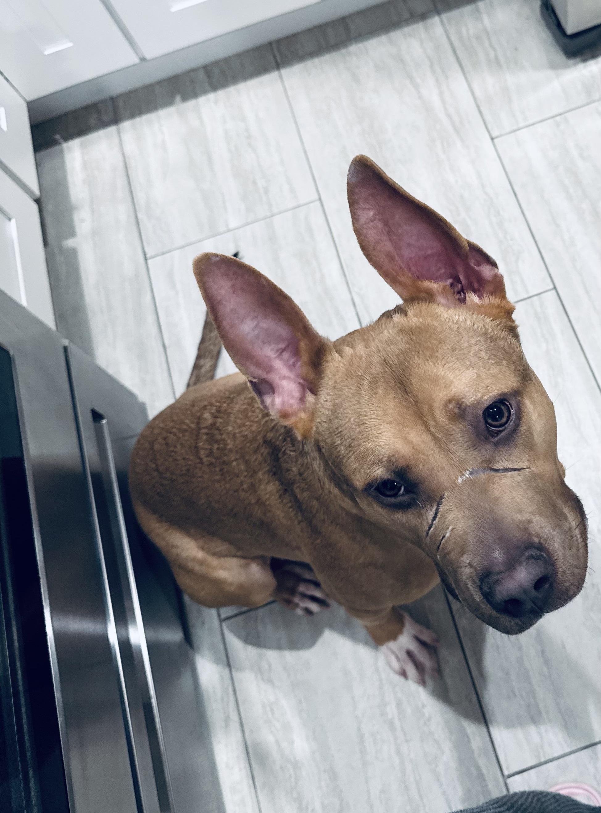 Oden, a Adoptable Pit Bull Terrier in Olympia, WA image 5/6