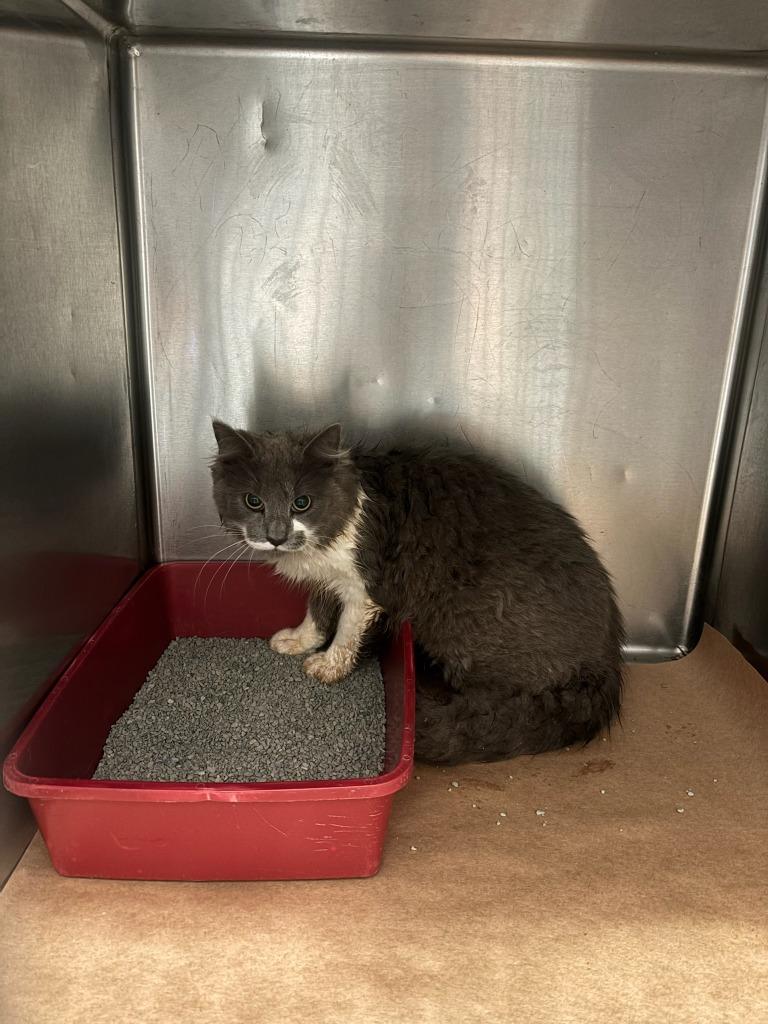 Enlarge Bandit, a Adoptable mixed breed in Cartersville , GA image 1/1