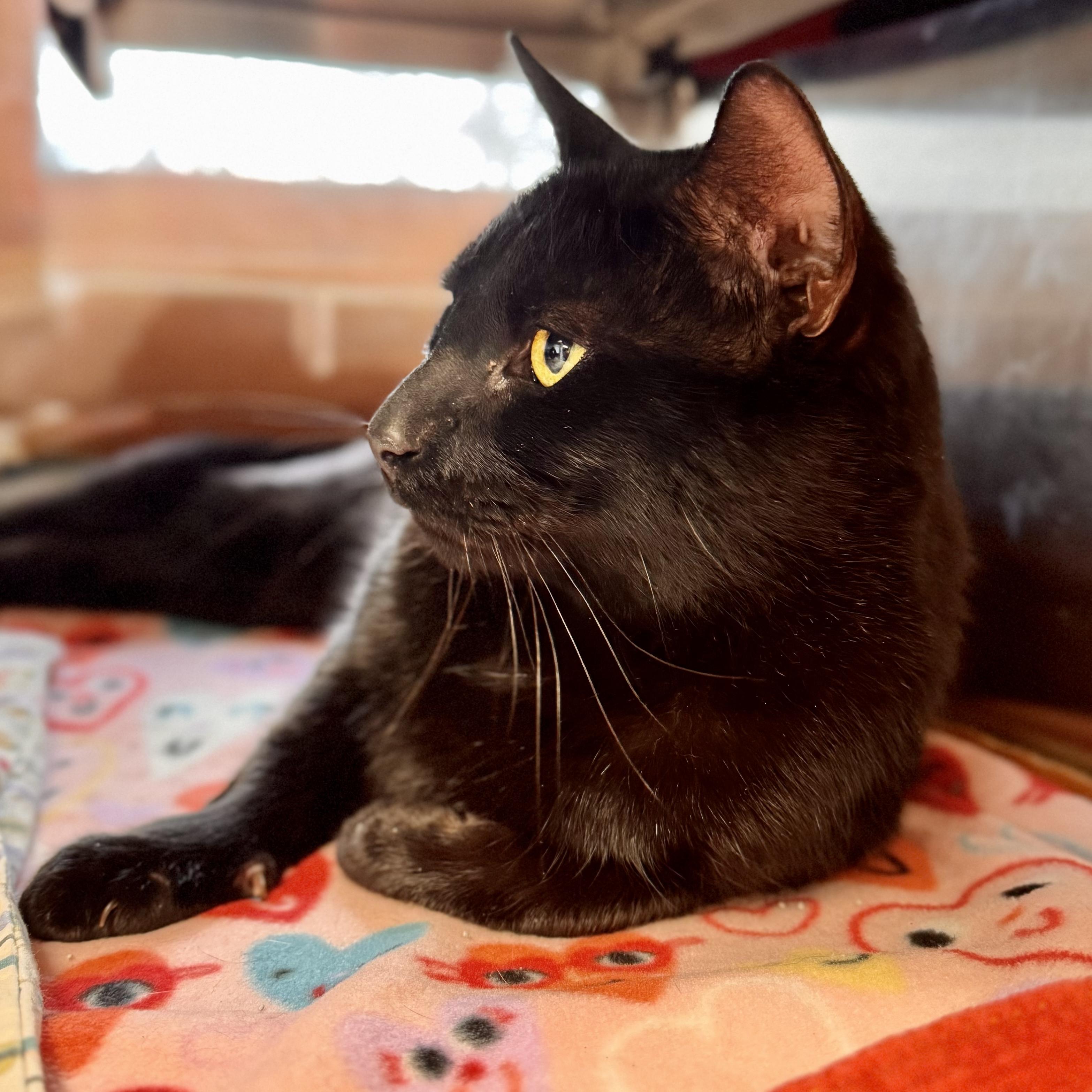 Porter , ADOPTABLE, Adult Male Domestic Short Hair.