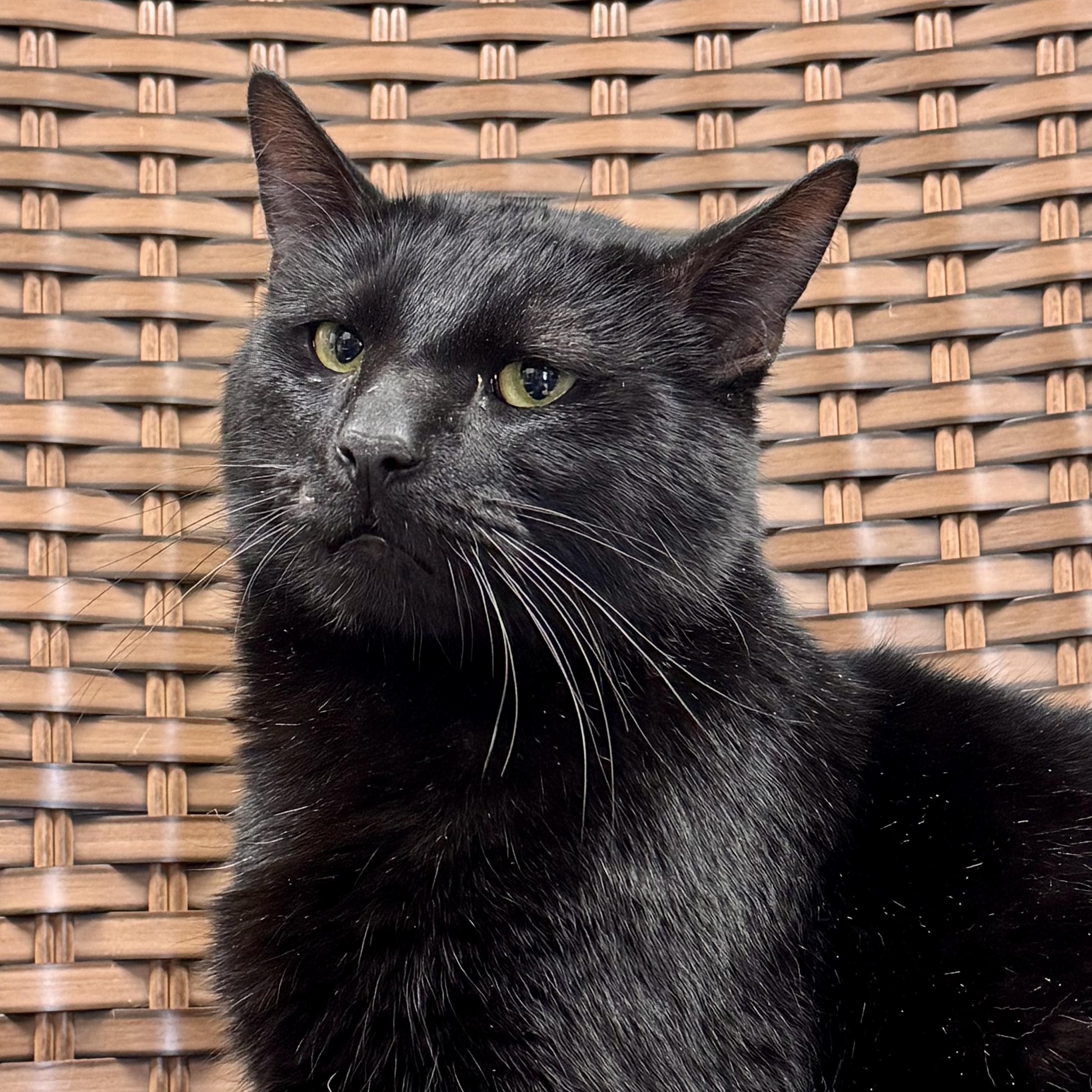 Porter , a ADOPTABLE Domestic Short Hair in Midland, MI image 3/4