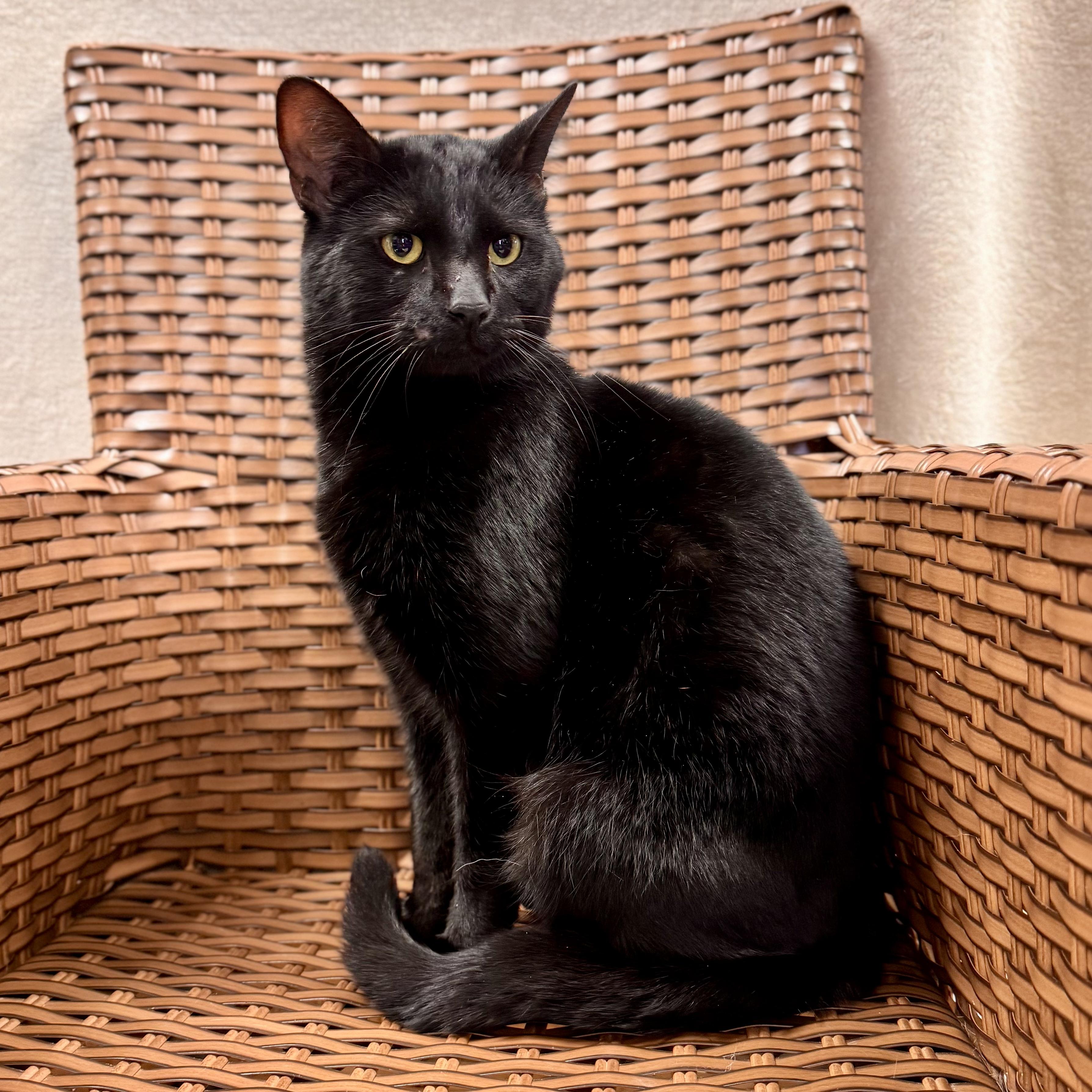 Porter , a ADOPTABLE Domestic Short Hair in Midland, MI image 4/4