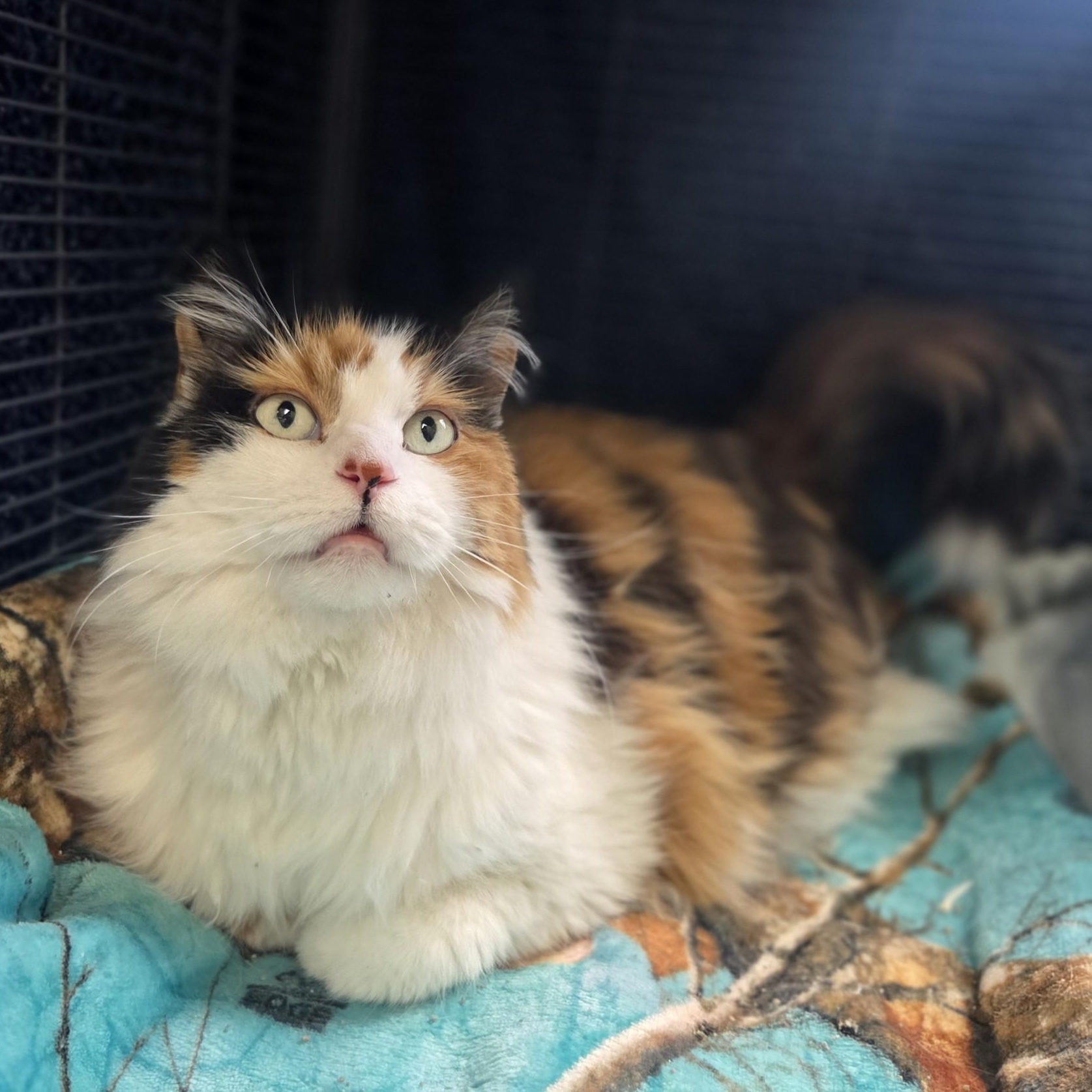 Crooks, a ADOPTABLE Domestic Long Hair in Brookings, SD image 2/3