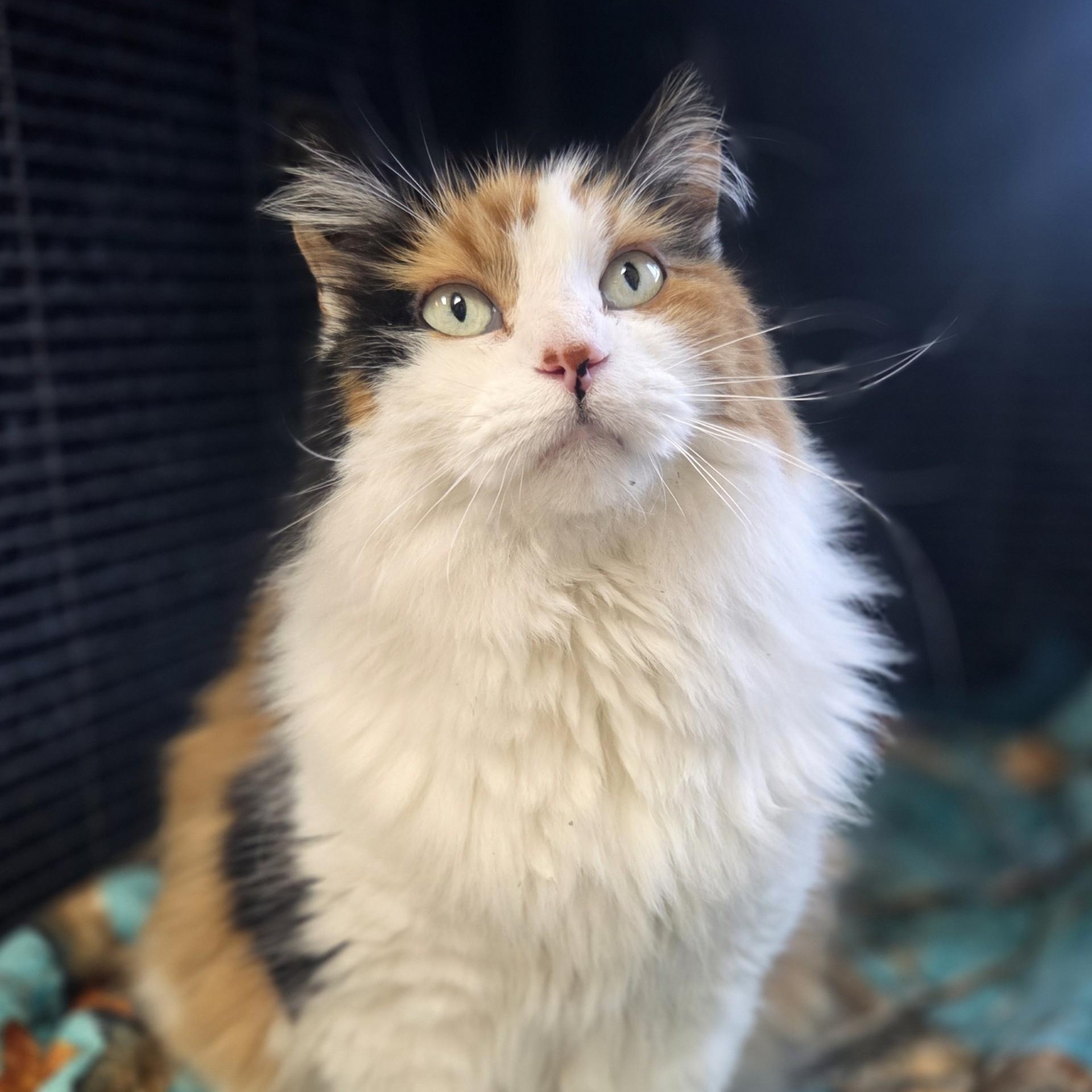 Crooks, a ADOPTABLE Domestic Long Hair in Brookings, SD image 3/3