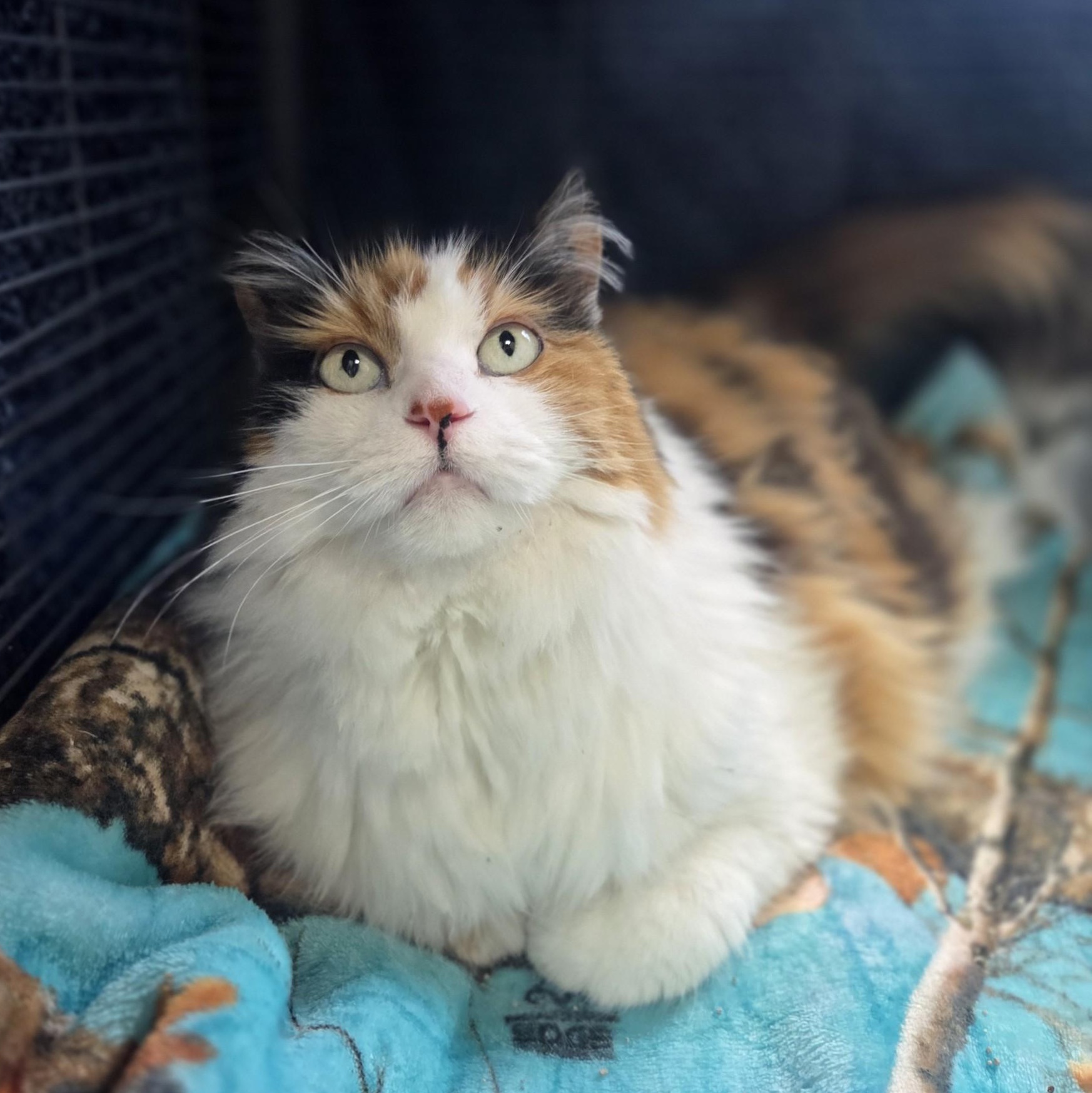 Crooks, a ADOPTABLE Domestic Long Hair in Brookings, SD image 1/3