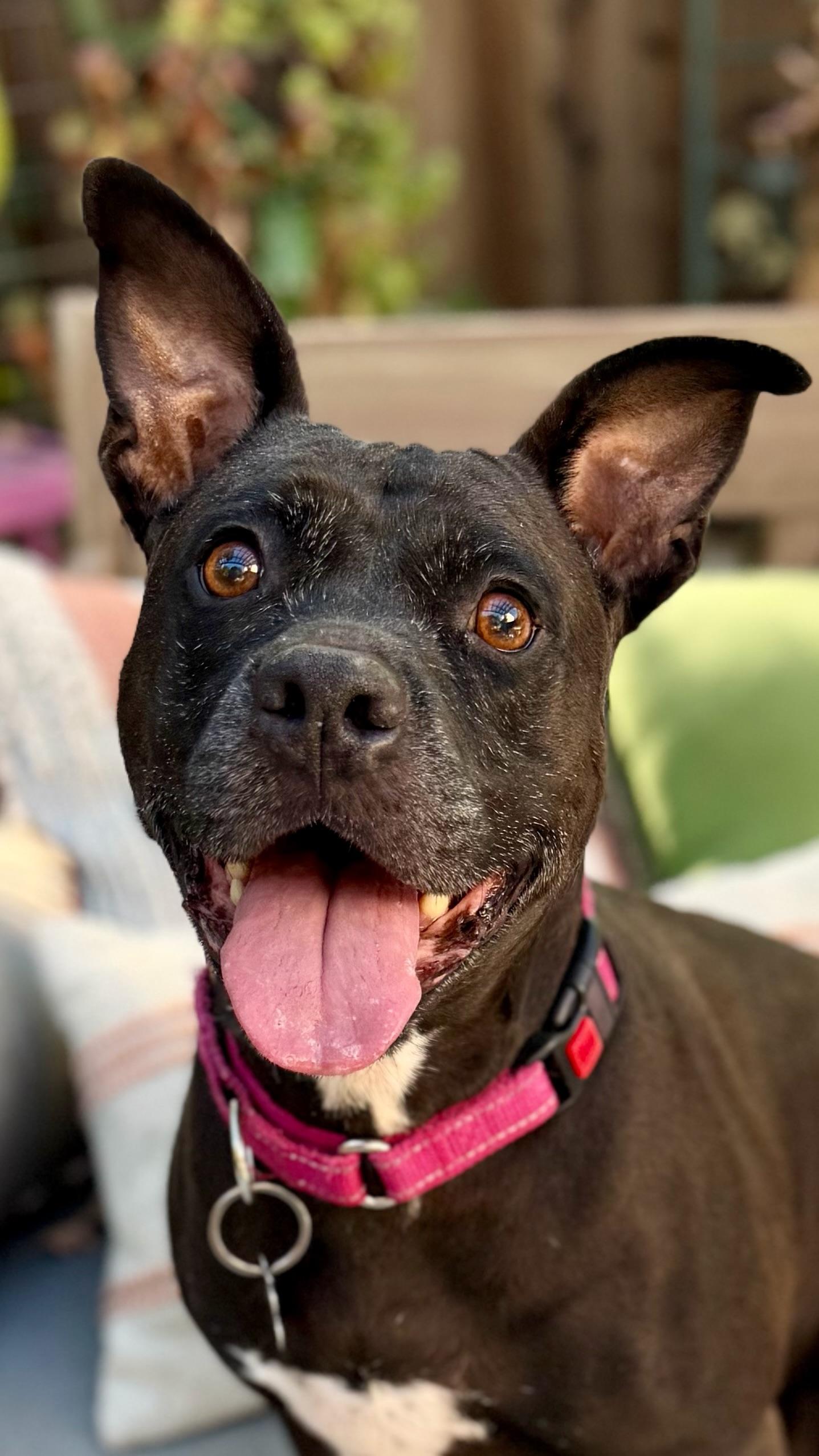 Tippy, Adoptable, Adult Female Pit Bull Terrier & American Staffordshire Terrier.