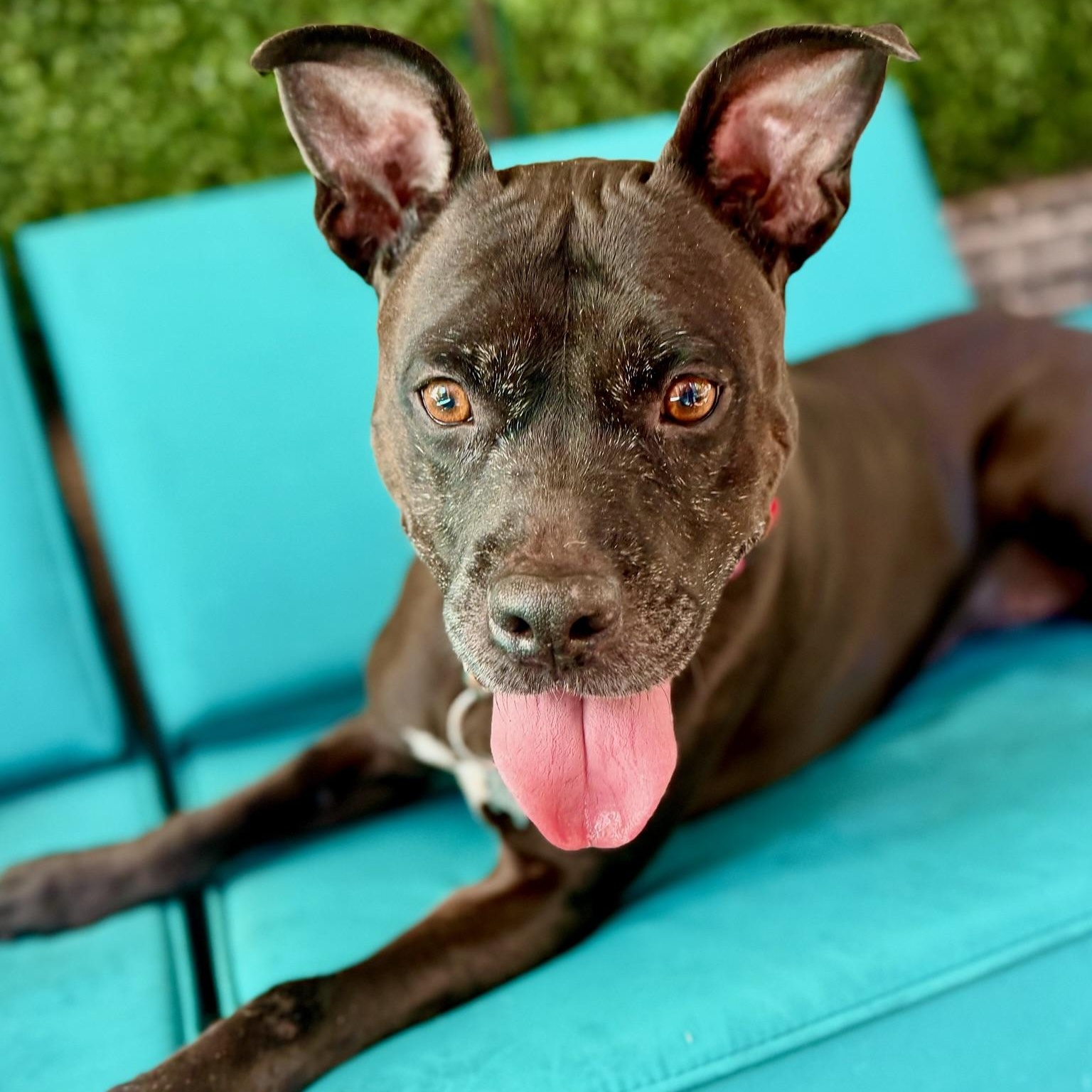 Enlarge Tippy, a Adoptable mixed breed in Citrus Heights, CA image 5/6