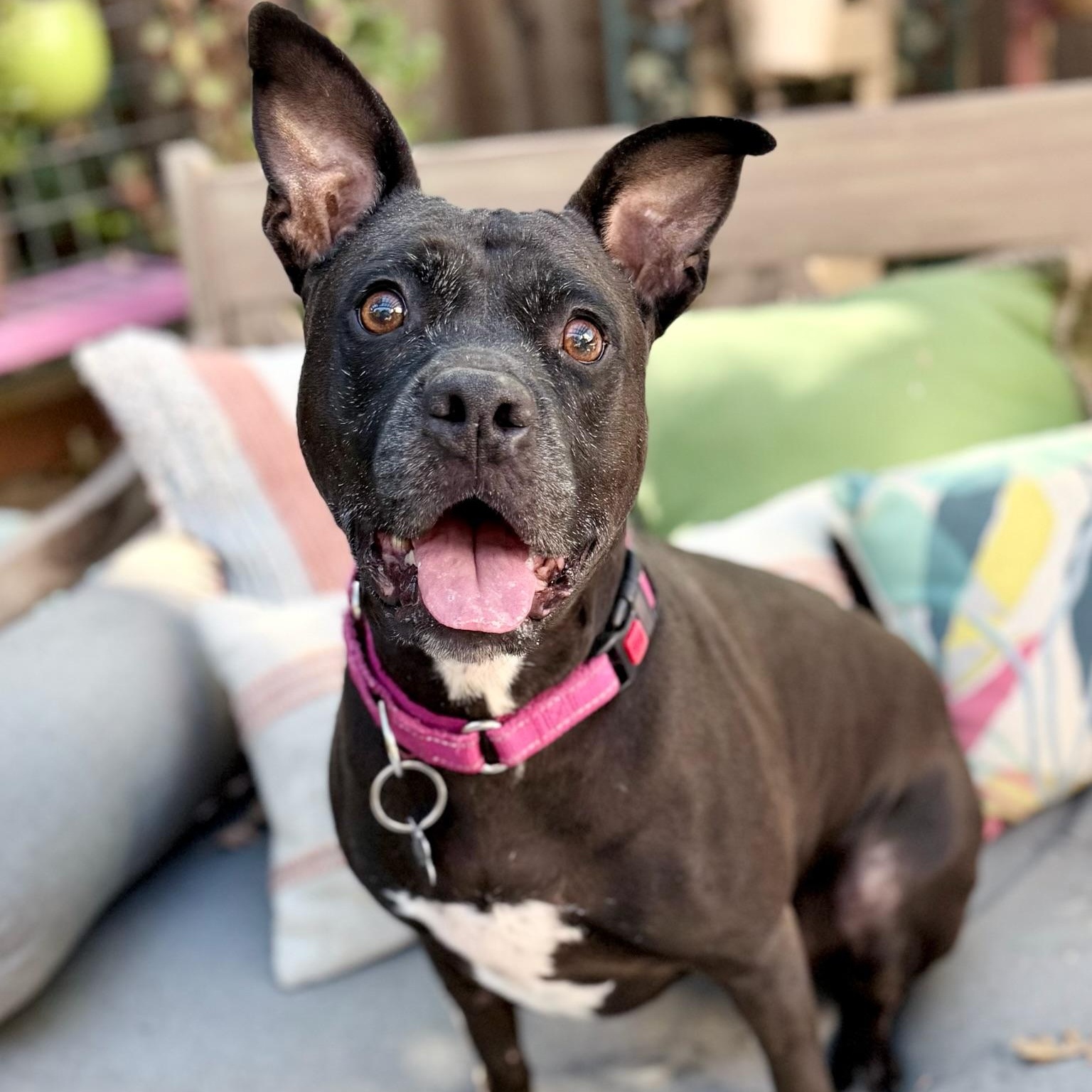 Enlarge Tippy, a Adoptable mixed breed in Citrus Heights, CA image 6/6