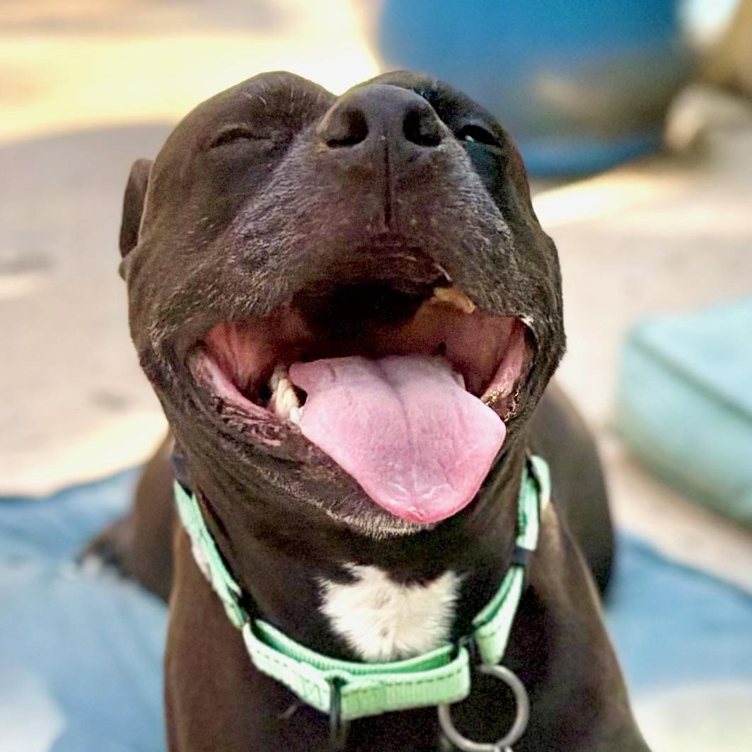 Enlarge Tippy, a Adoptable mixed breed in Citrus Heights, CA image 3/6