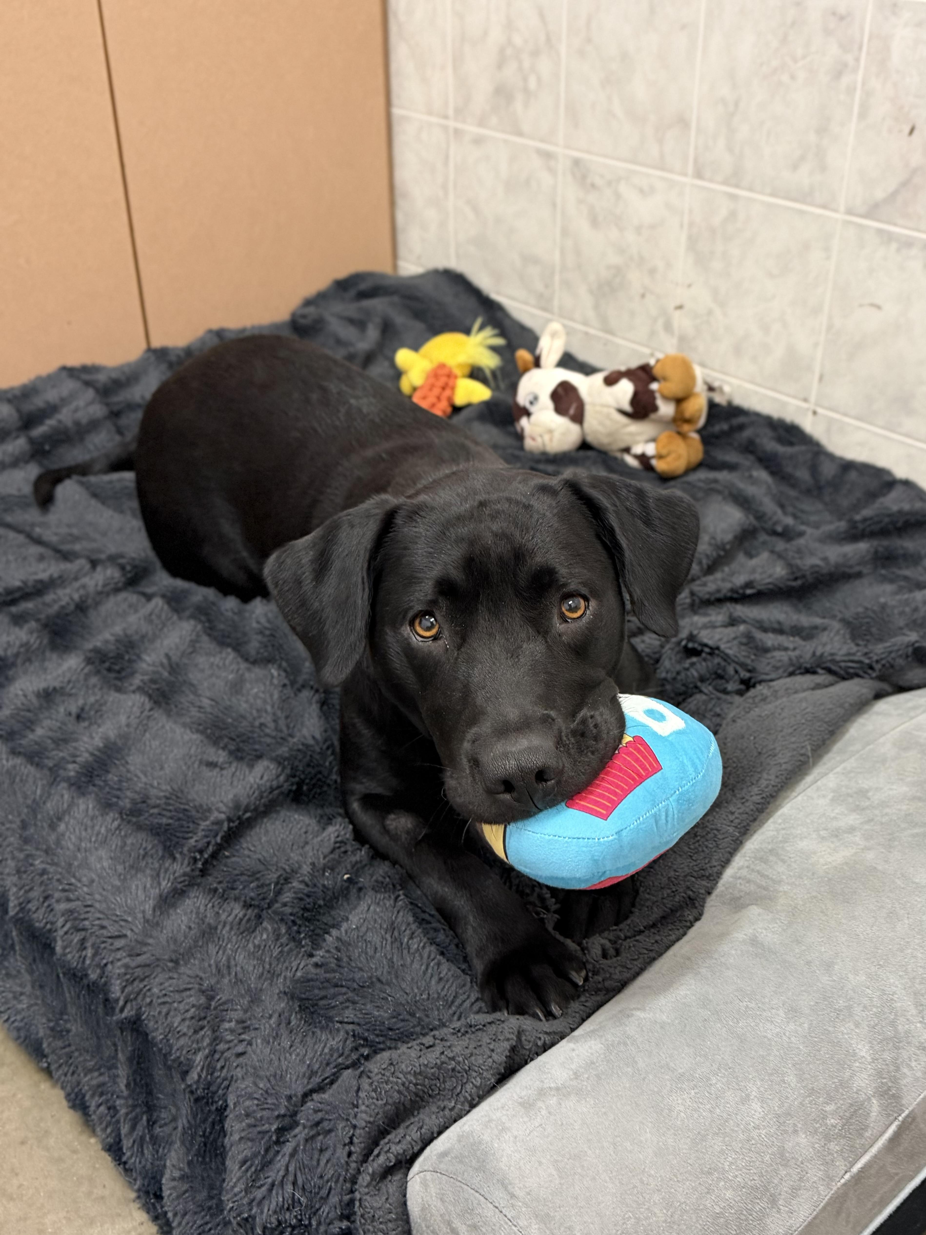 Enlarge Alix, a Adopted mixed breed in Ilderton, ON image 1/6