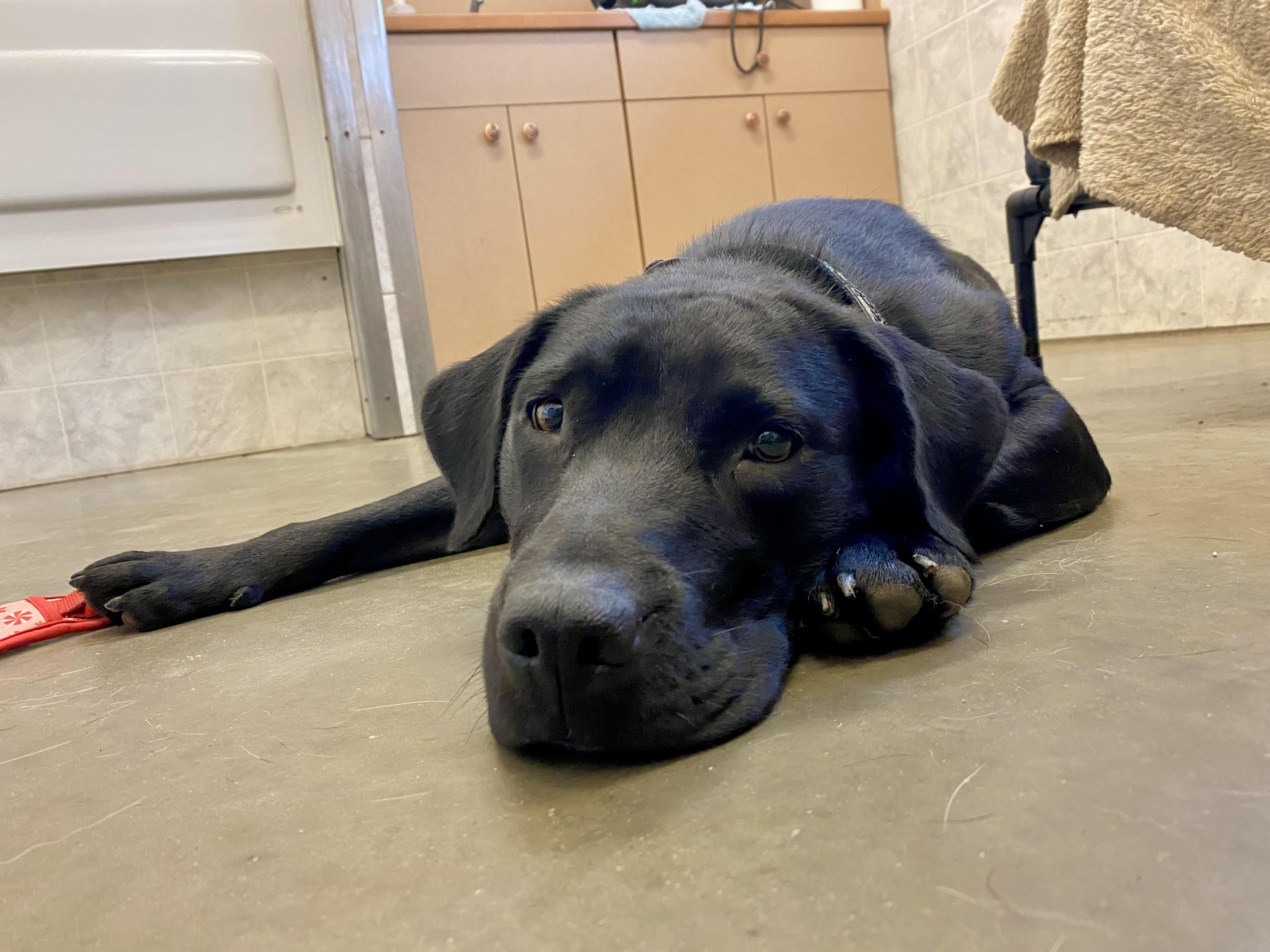 Enlarge Alix, a Adopted mixed breed in Ilderton, ON image 3/6