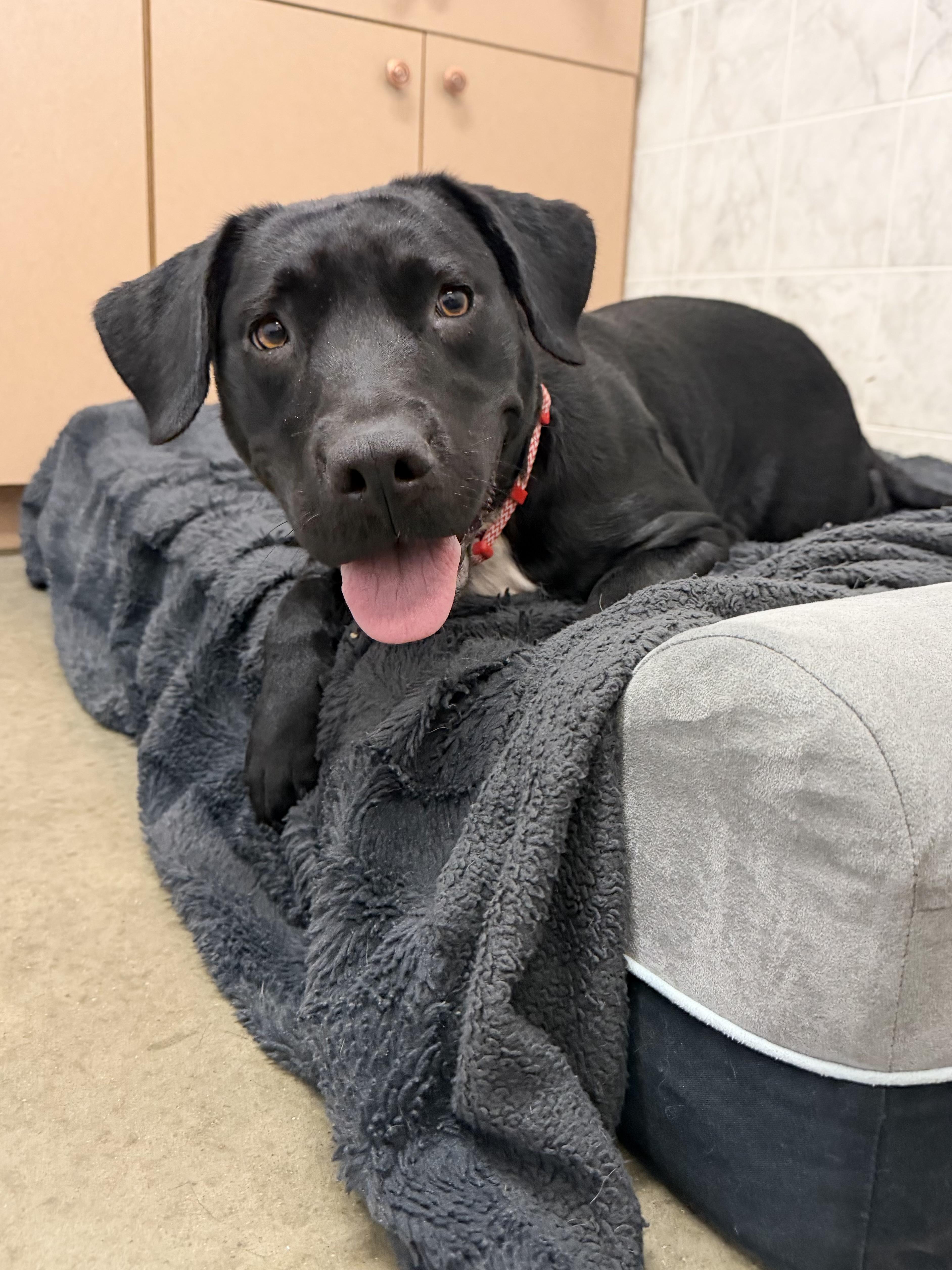 Enlarge Alix, a Adopted mixed breed in Ilderton, ON image 6/6