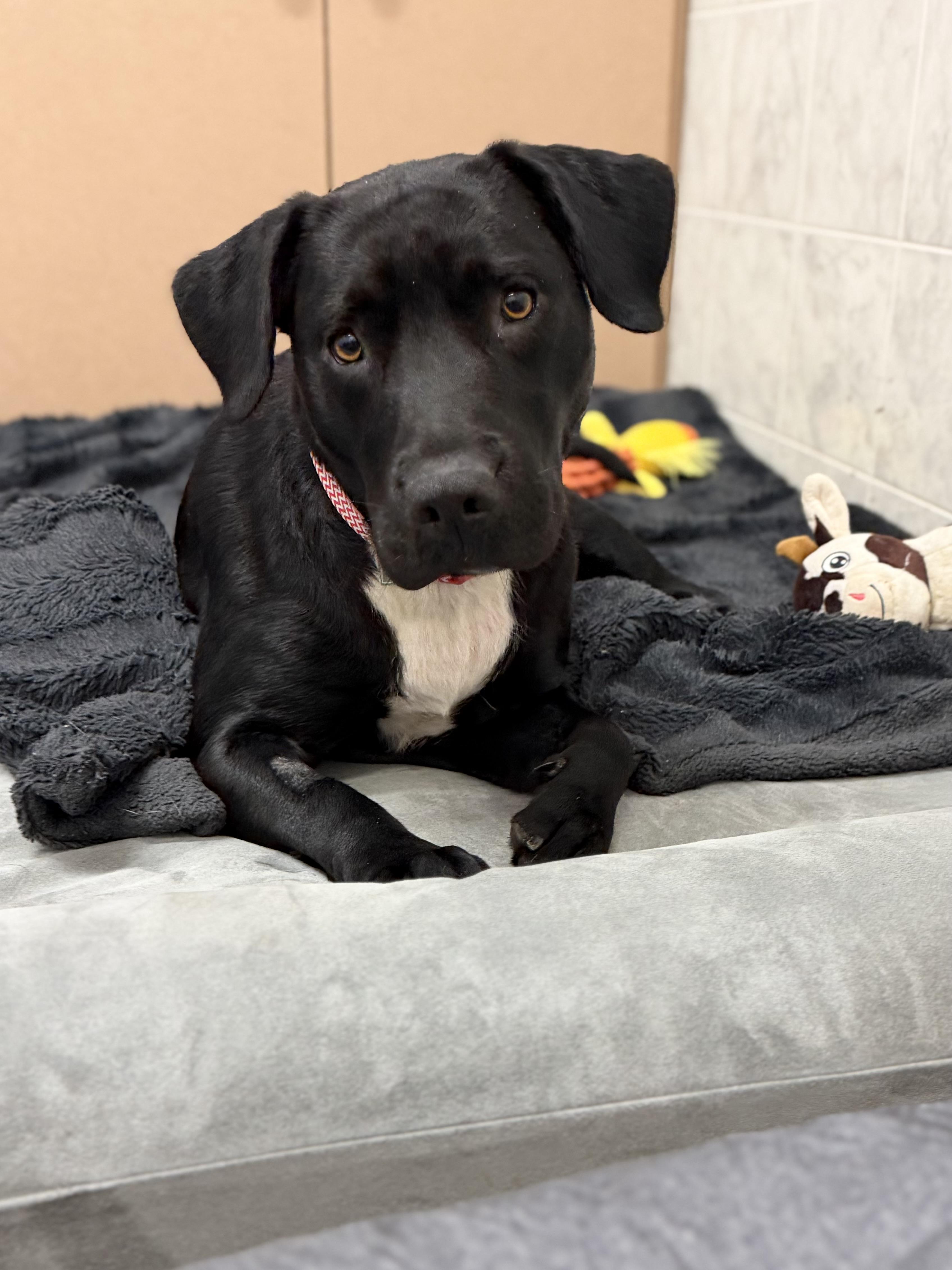 Enlarge Alix, a Adopted mixed breed in Ilderton, ON image 4/6