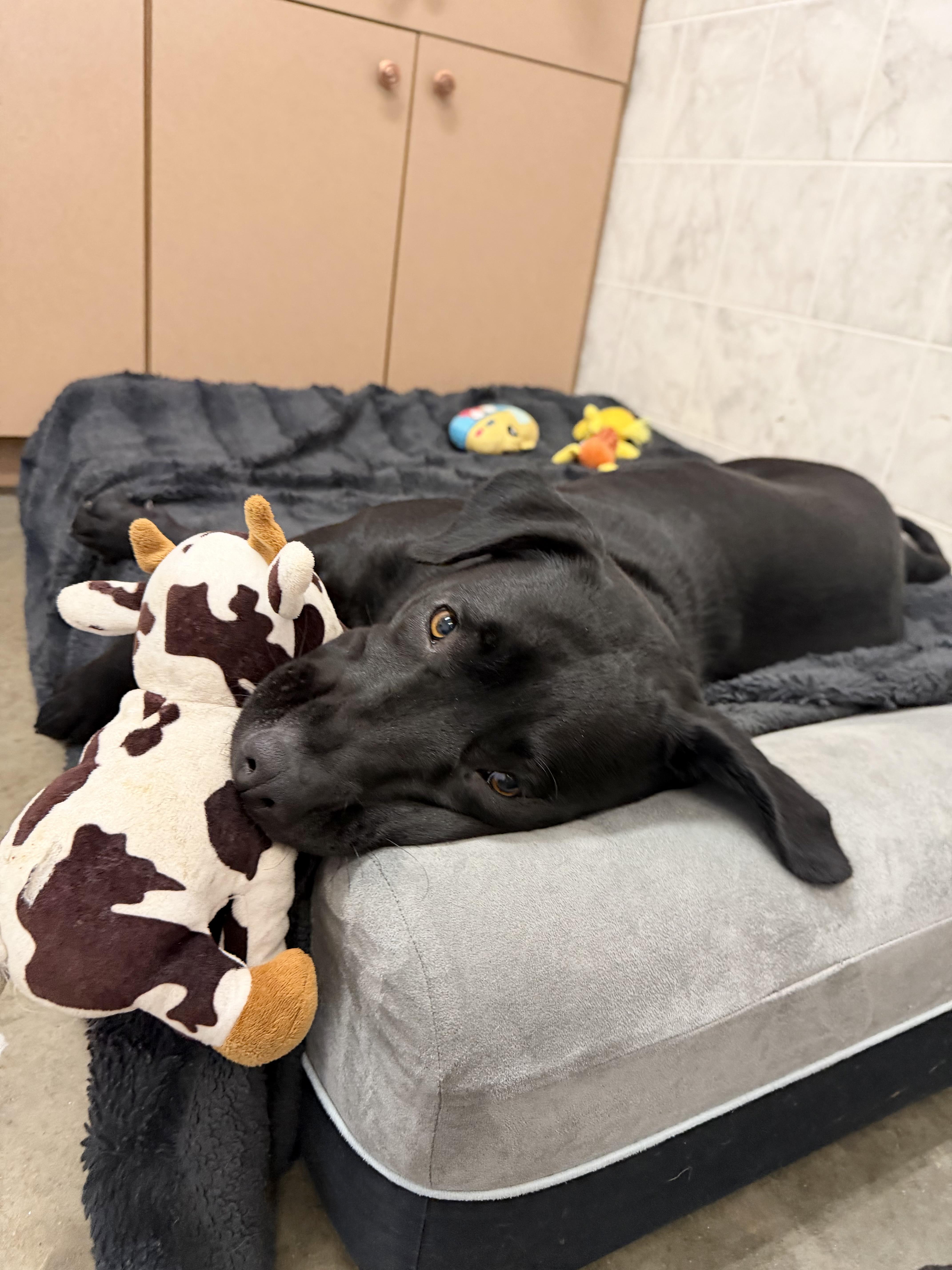 Enlarge Alix, a Adopted mixed breed in Ilderton, ON image 5/6