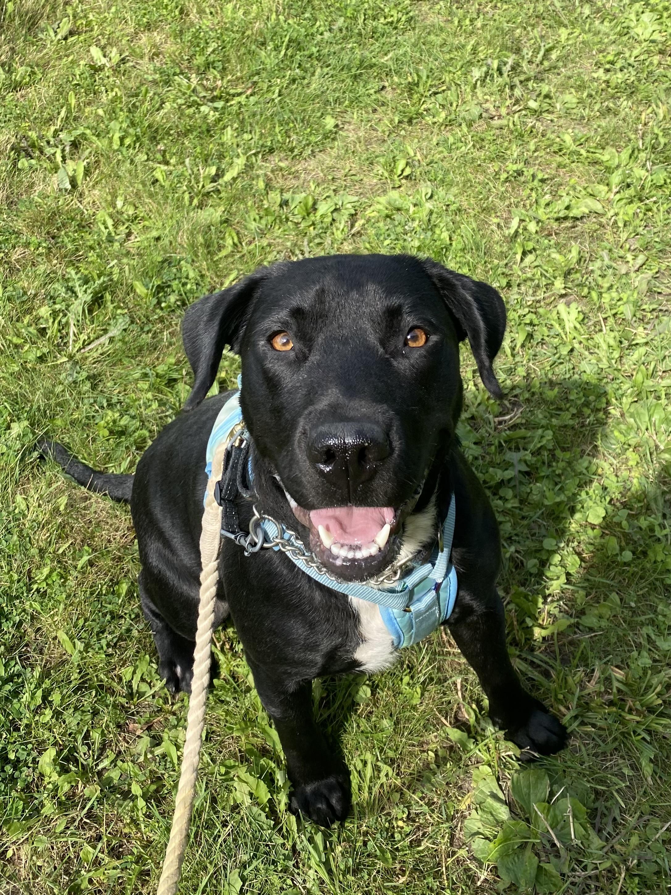 Enlarge Alix, a Adopted mixed breed in Ilderton, ON image 2/6