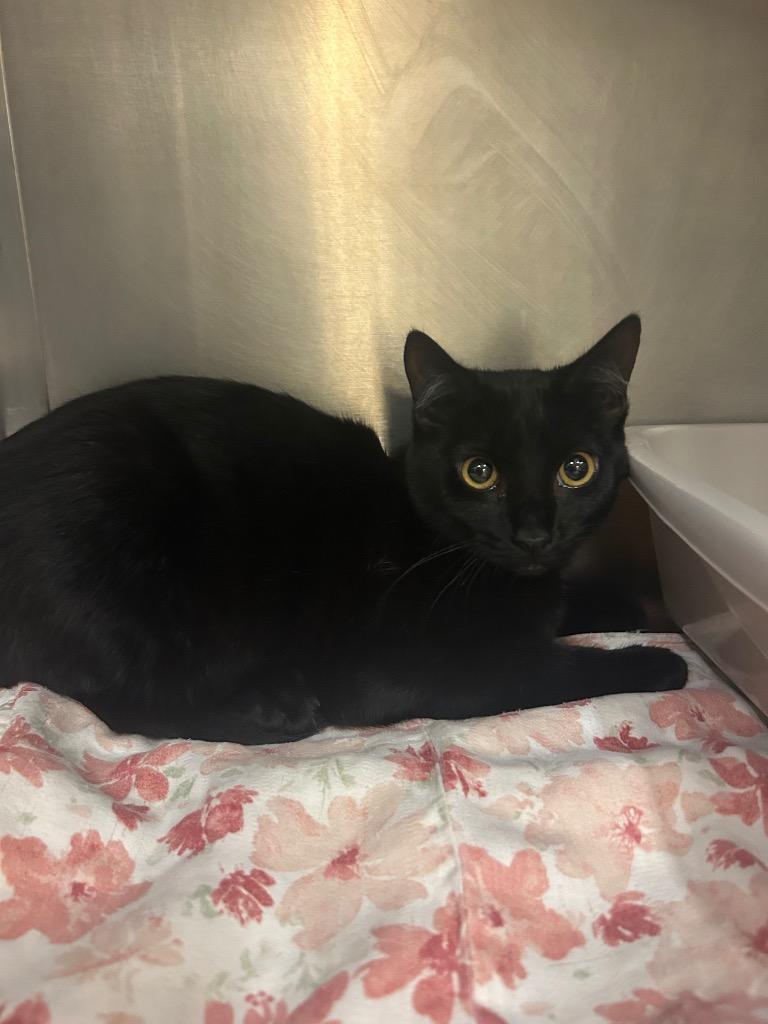 Enlarge Noir, a Adoptable mixed breed in Mineral, VA image 1/1