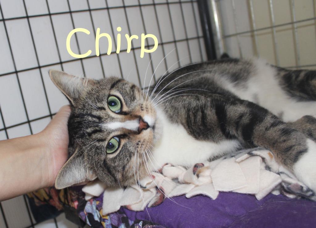 Enlarge Chirp, a Adoptable mixed breed in Saint James, MN image 1/5