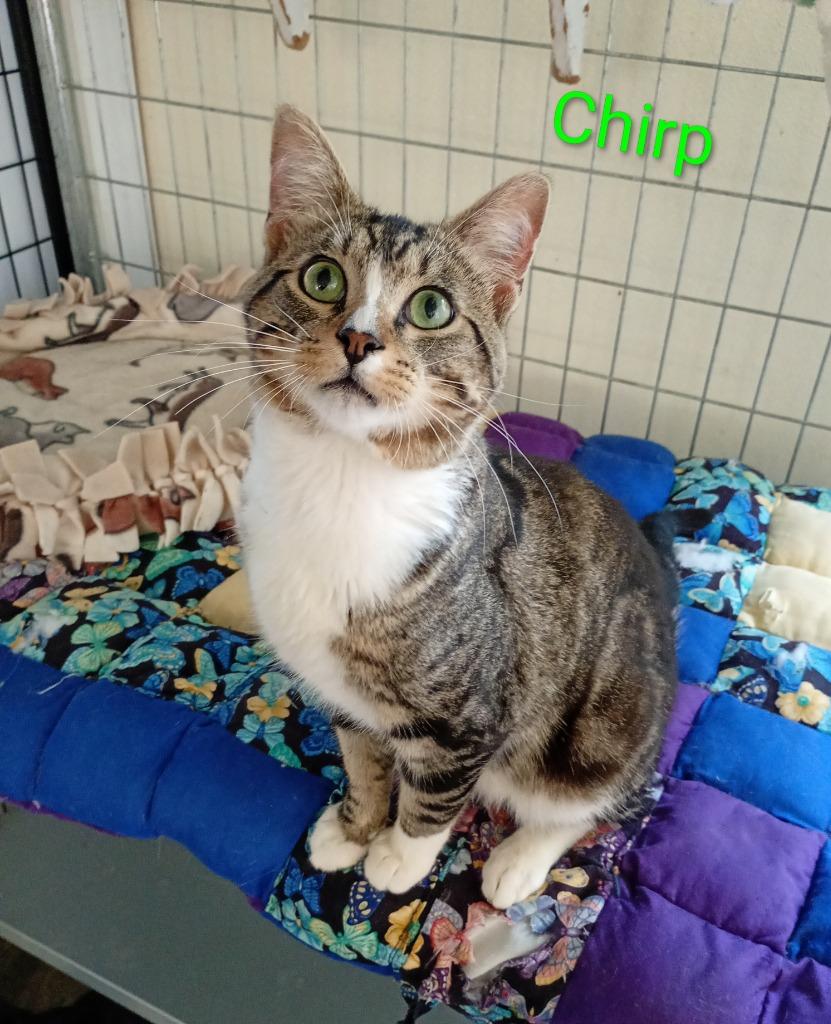 Enlarge Chirp, a Adoptable mixed breed in Saint James, MN image 2/5
