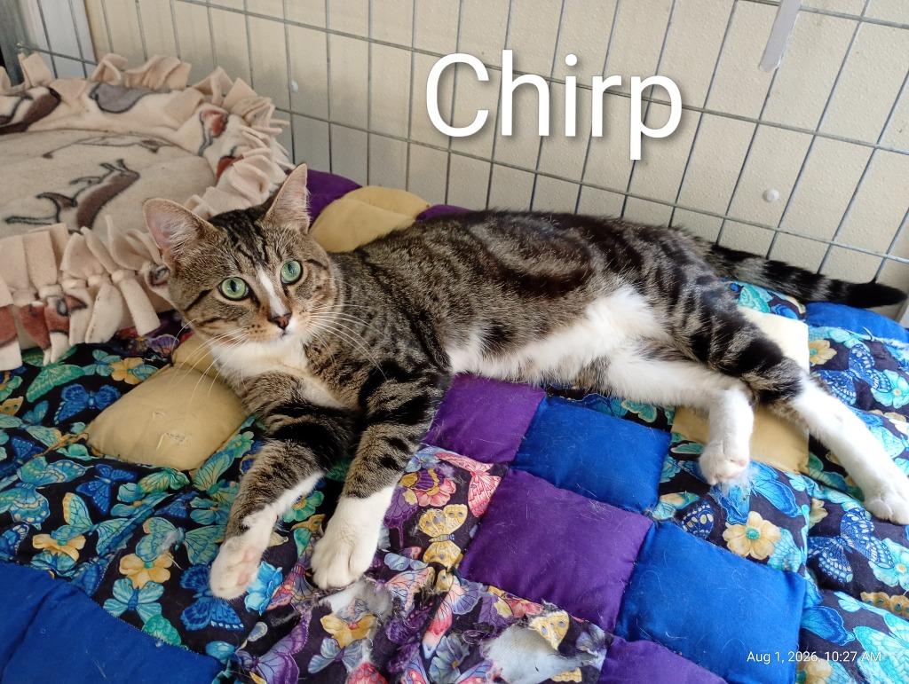 Enlarge Chirp, a Adoptable mixed breed in Saint James, MN image 3/5
