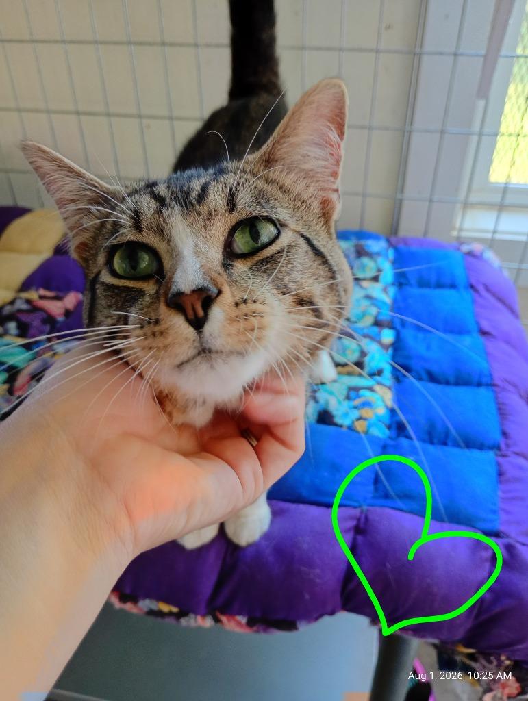 Enlarge Chirp, a Adoptable mixed breed in Saint James, MN image 4/5