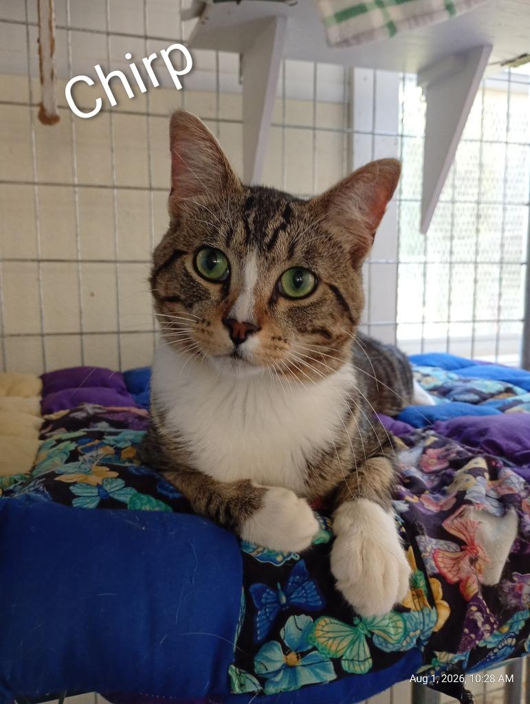 Enlarge Chirp, a Adoptable mixed breed in Saint James, MN image 5/5