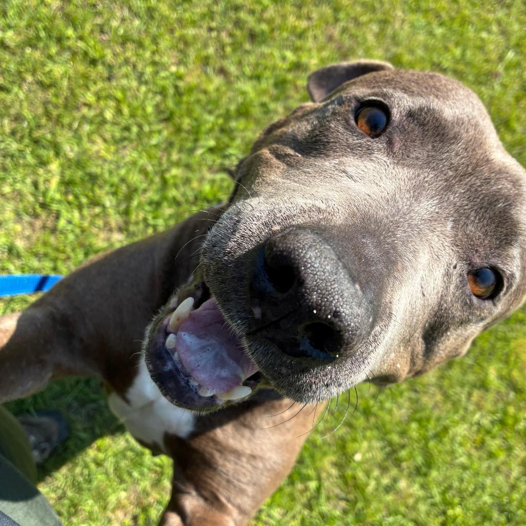 Trina, Adoptable, Adult Female English Bulldog.