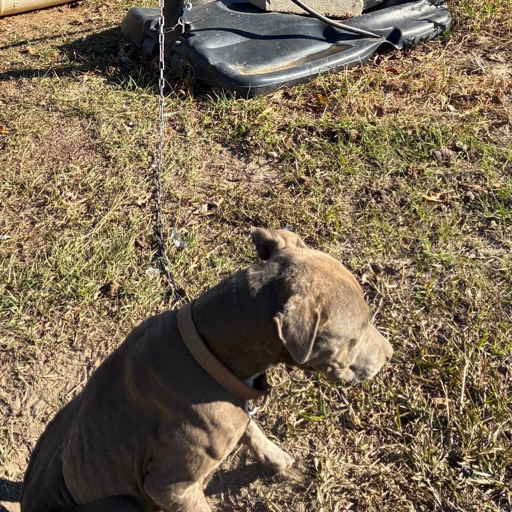 Enlarge Trina, a Adoptable English Bulldog in Lyons, GA image 2/3