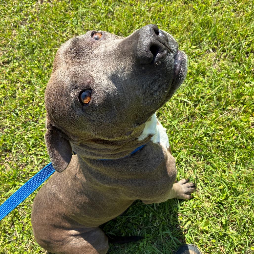 Enlarge Trina, a Adoptable English Bulldog in Lyons, GA image 3/3