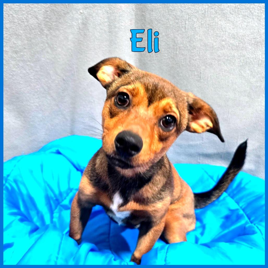 Eli, Adoptable, Young Male Dachshund & Mixed Breed.