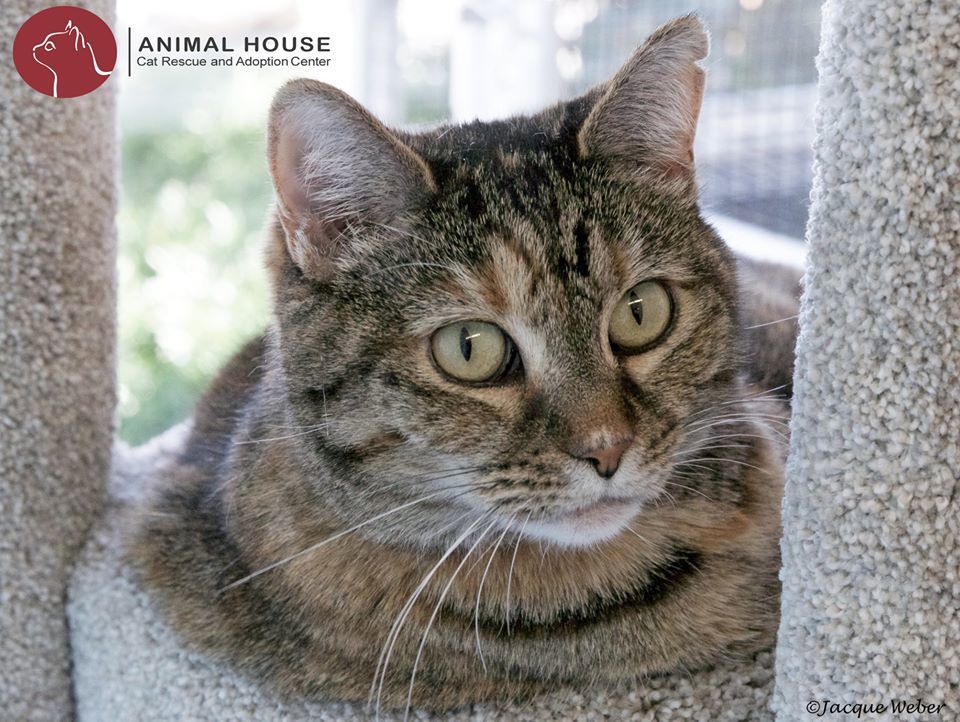 Enlarge Tallulah, a Adoptable Domestic Short Hair in St. Louis, MO image 1/3