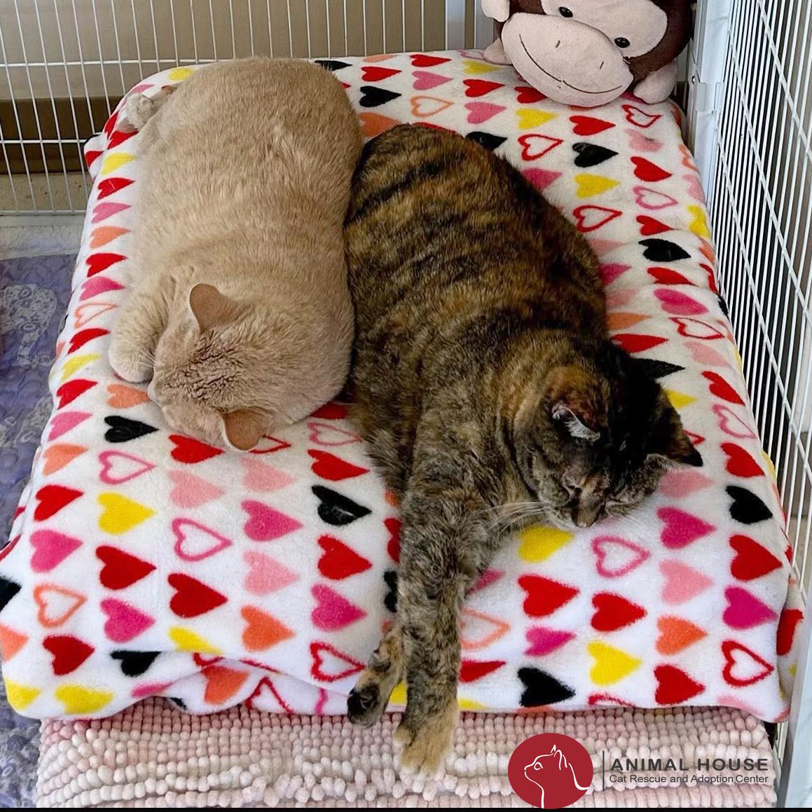 Enlarge Tallulah, a Adoptable Domestic Short Hair in St. Louis, MO image 3/3