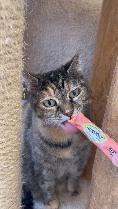 Enlarge Tallulah, a Adoptable Domestic Short Hair in St. Louis, MO video 2/4