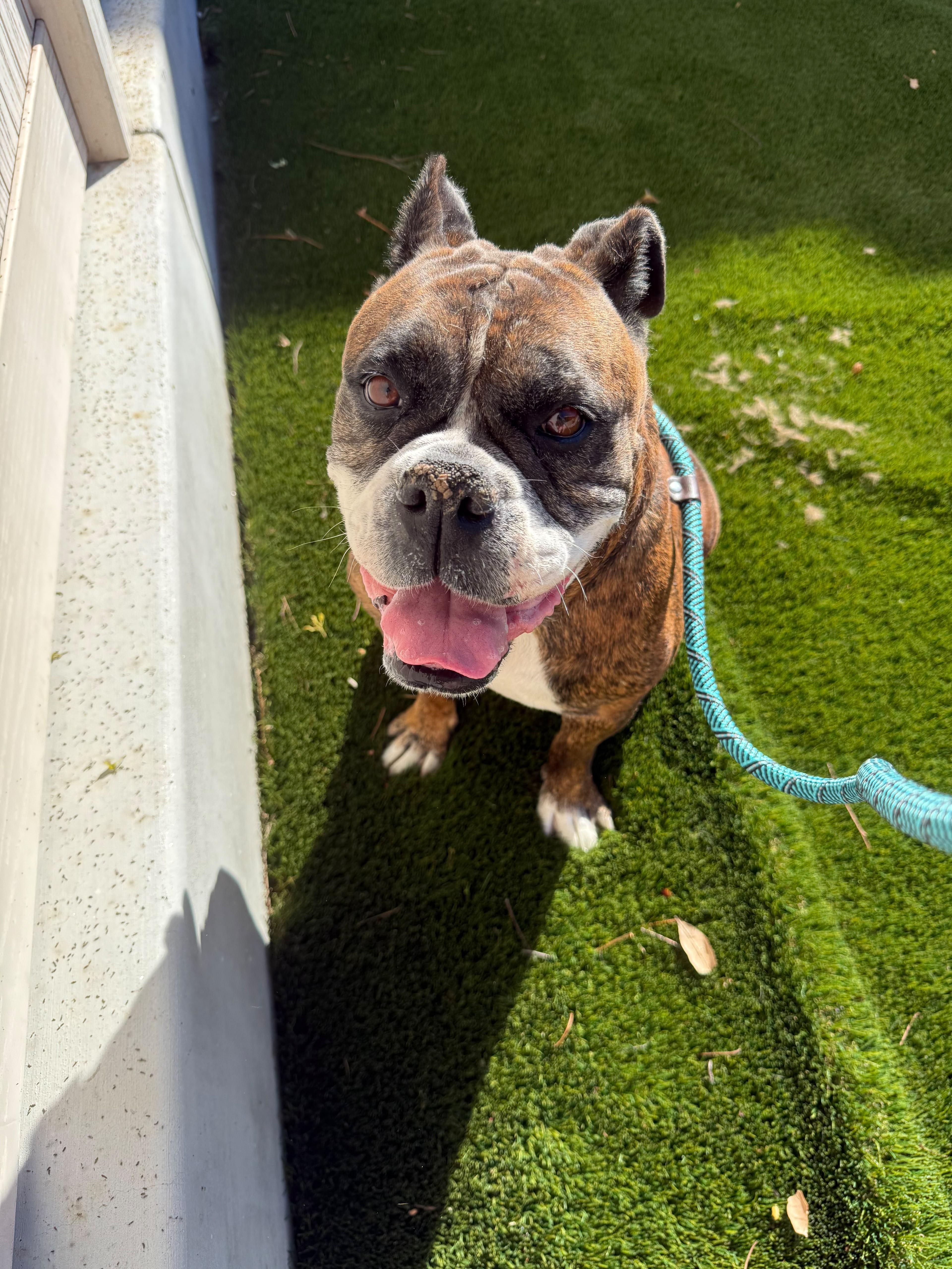 Enlarge Trini, a Adoptable mixed breed in San Diego, CA image 5/5