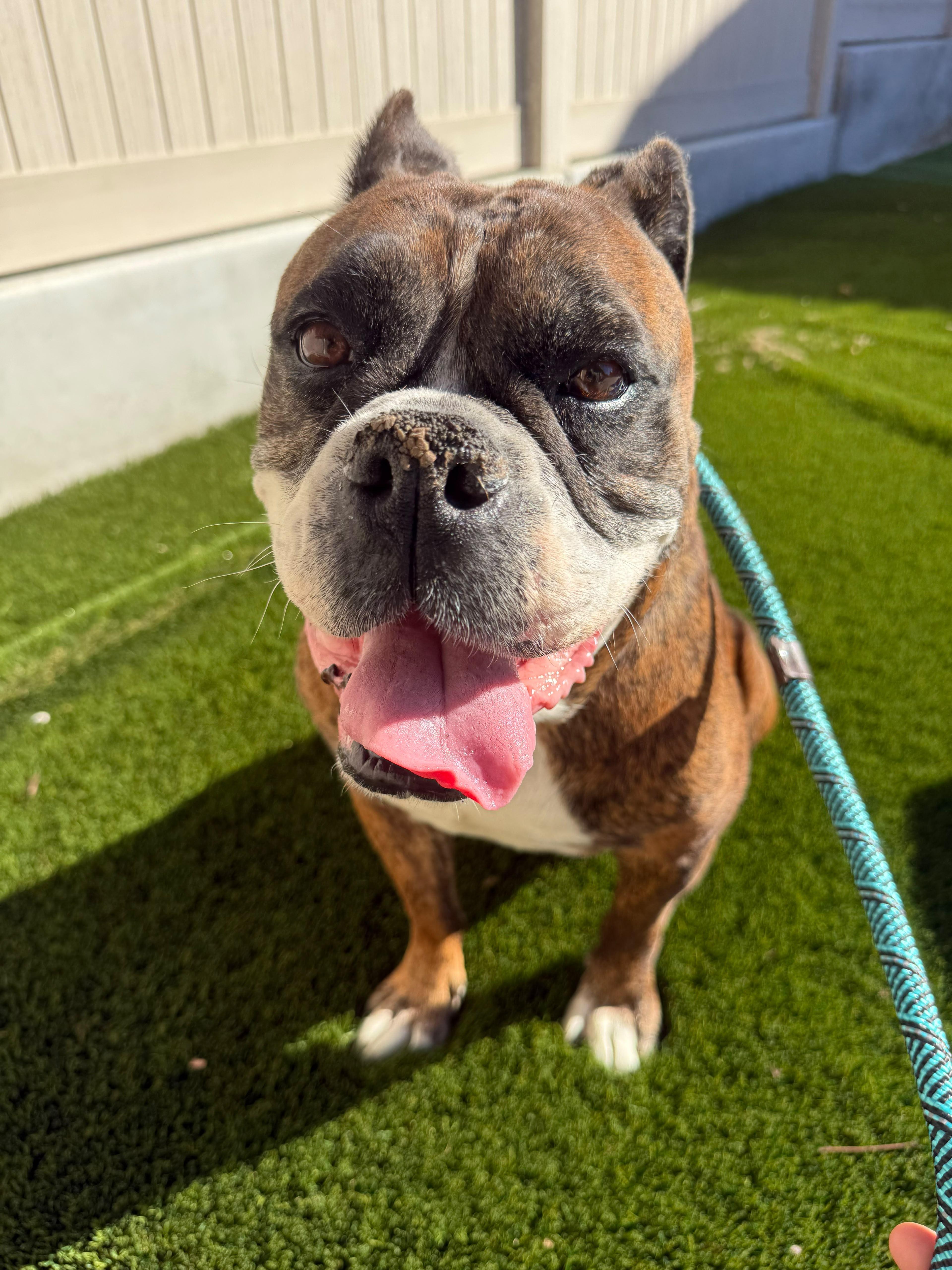 Enlarge Trini, a Adoptable mixed breed in San Diego, CA image 4/5
