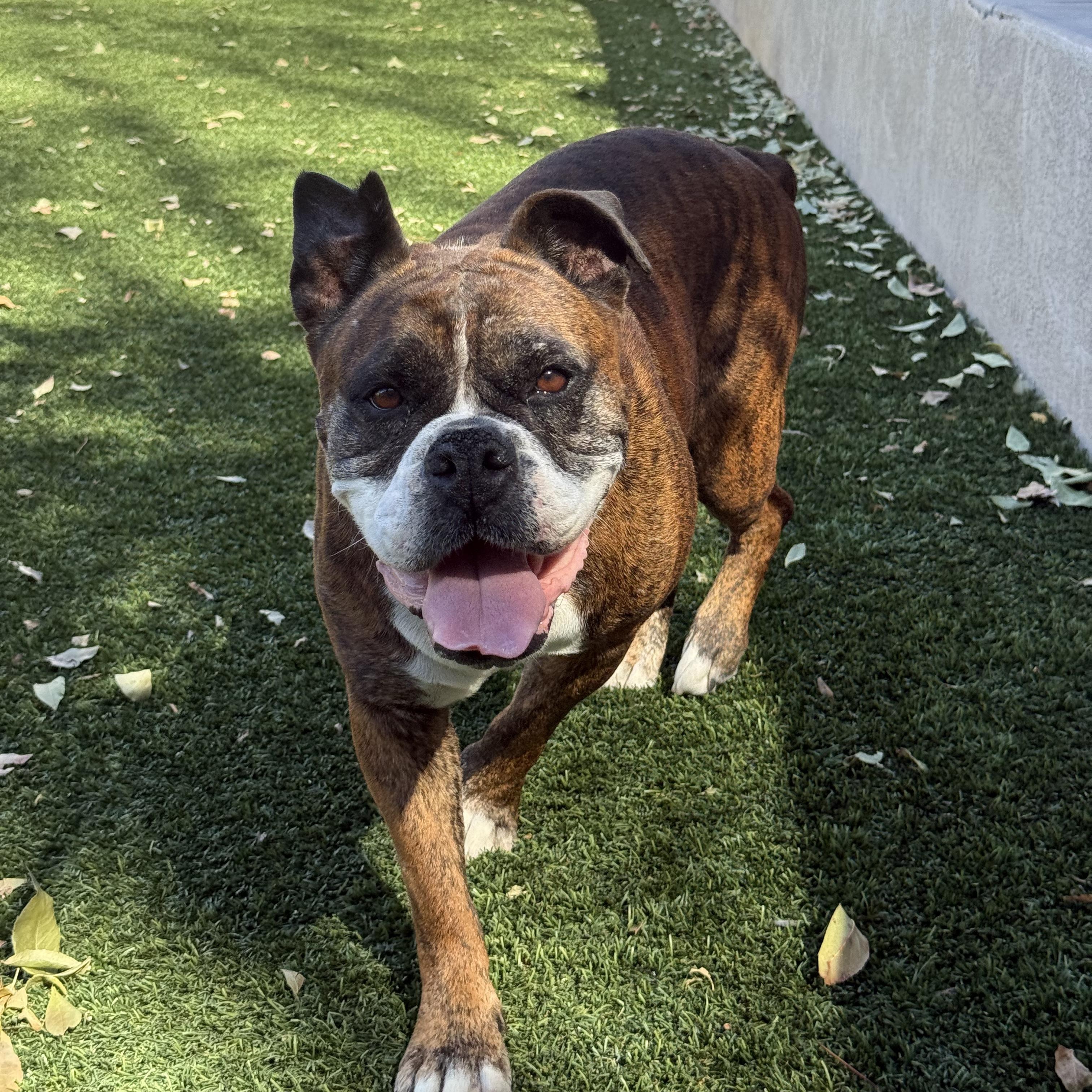 Enlarge Trini, a Adoptable mixed breed in San Diego, CA image 1/5