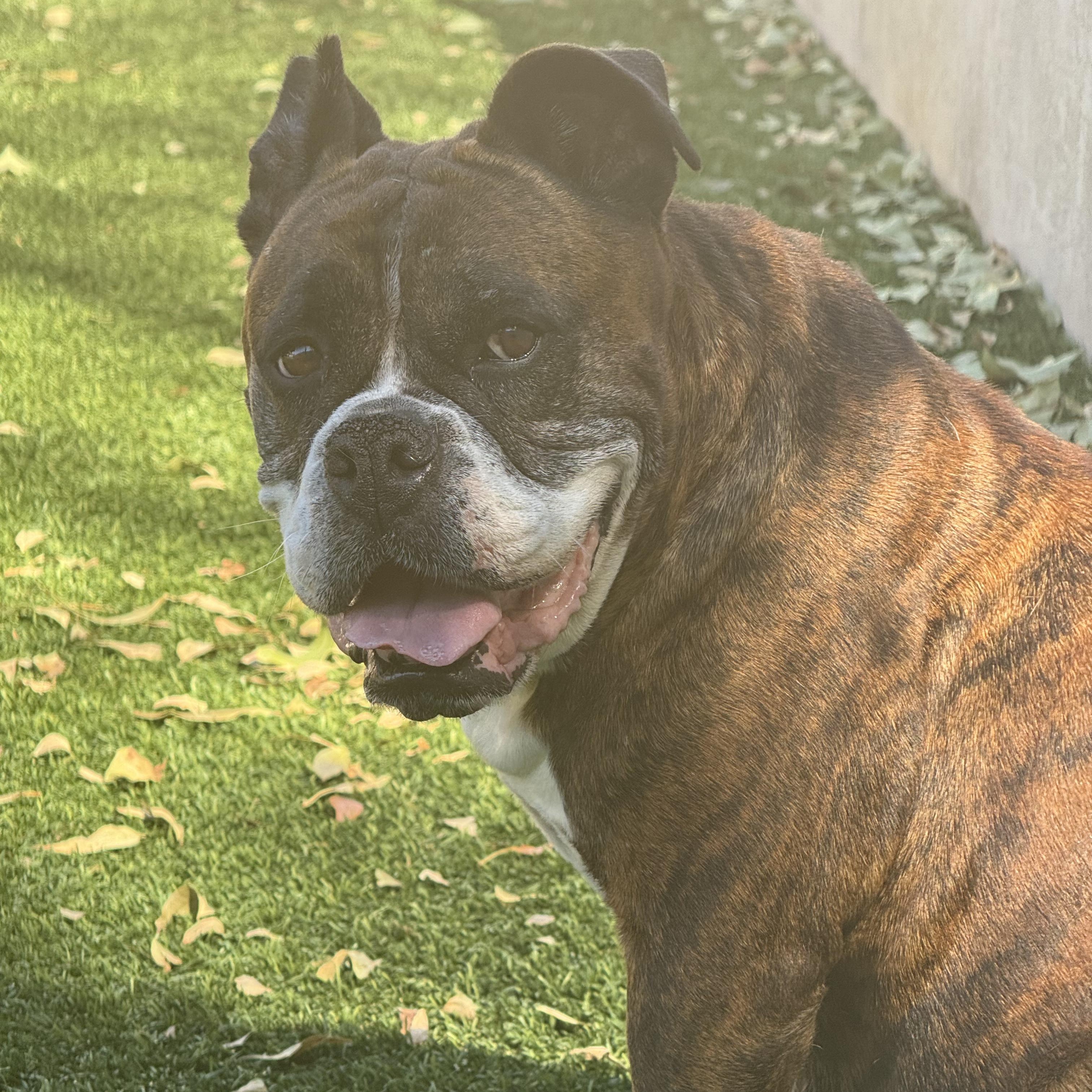 Enlarge Trini, a Adoptable mixed breed in San Diego, CA image 2/5