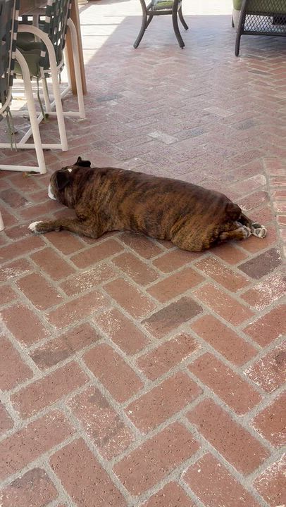 Enlarge Trini, a Adoptable mixed breed in San Diego, CA video 3/5