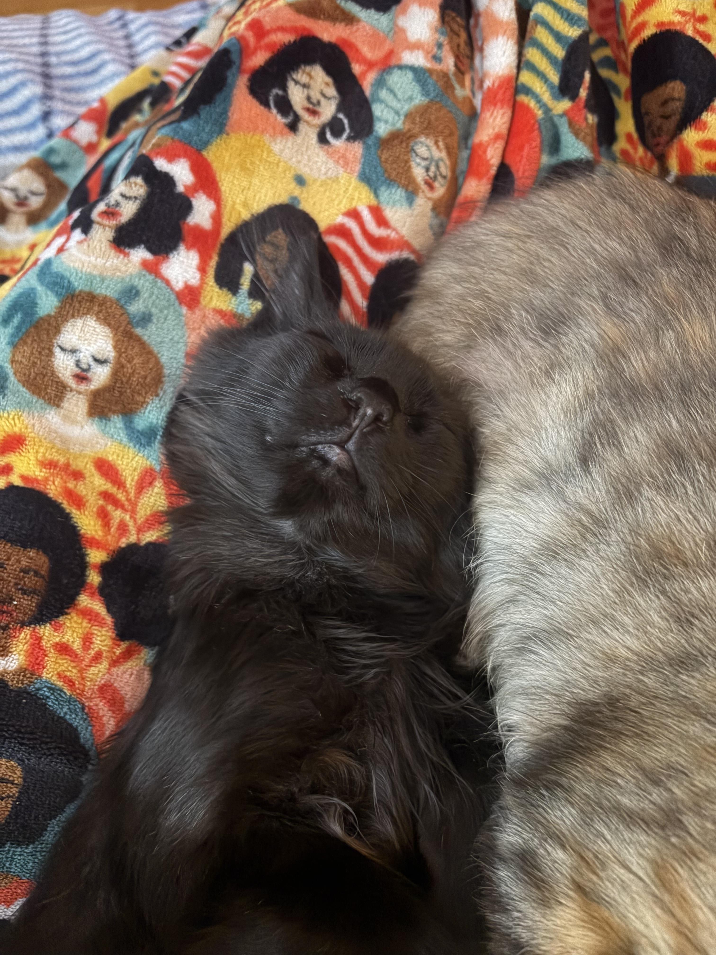 Enlarge Boogie, a ADOPTABLE mixed breed in Columbus, OH image 5/6